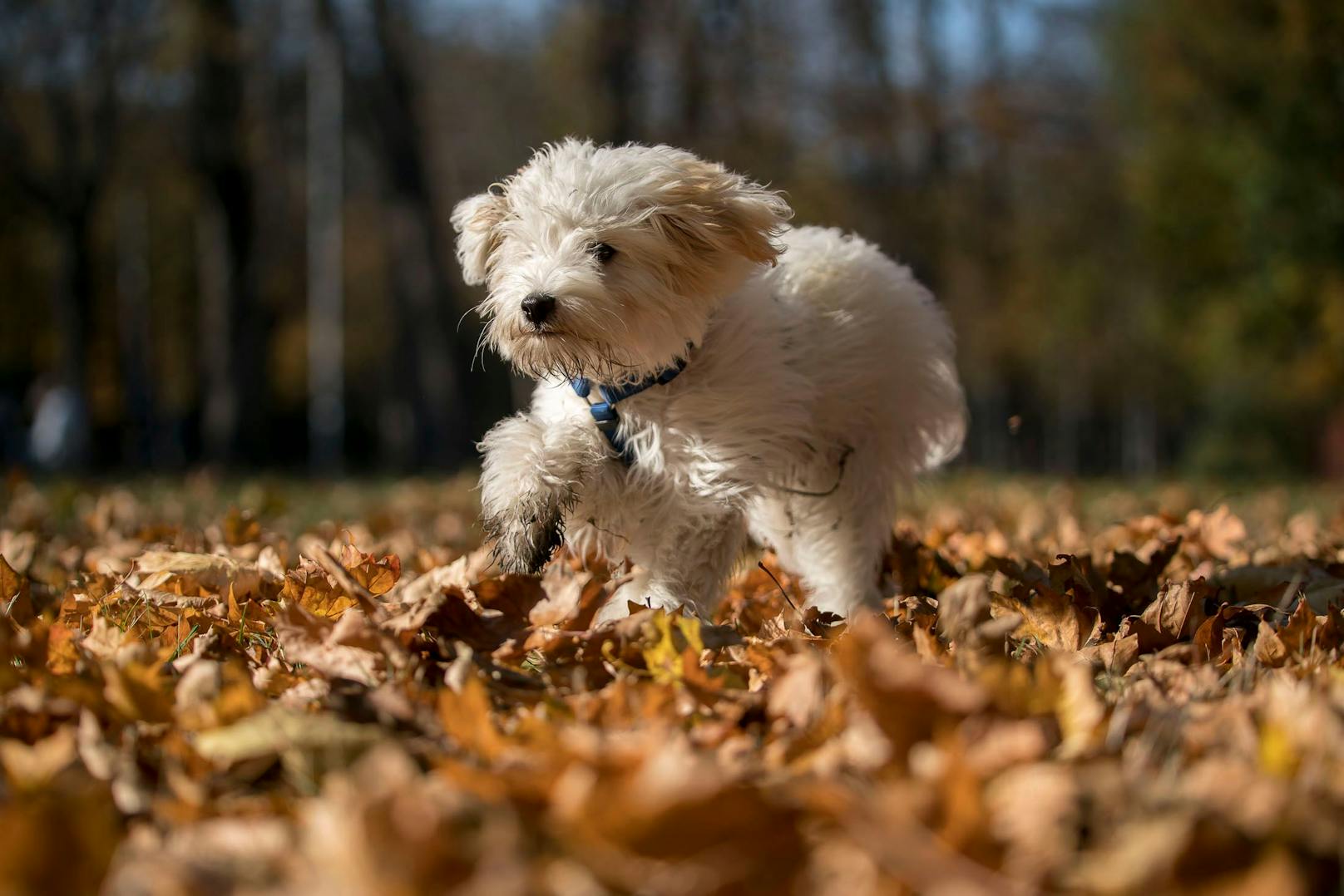 Nicht nur Kinder, auch Hunde spielen im Herbst gerne im und mit dem bunten Laub.