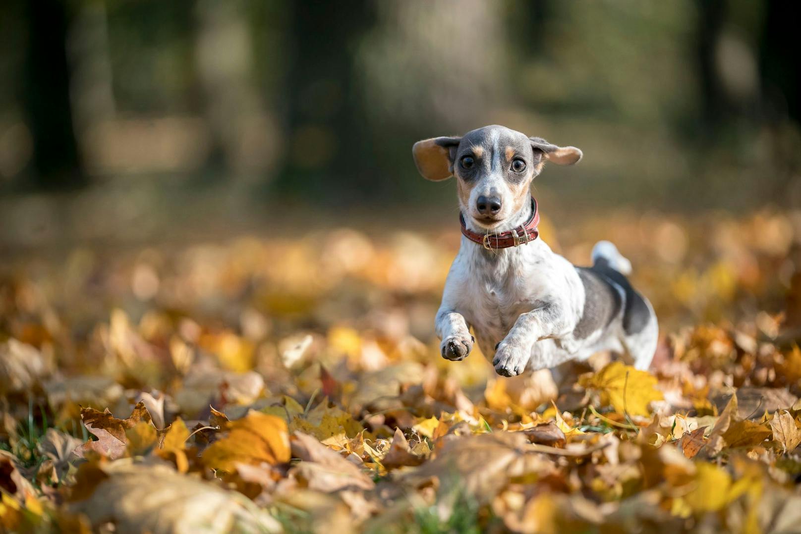 Nicht nur Kinder, auch Hunde spielen im Herbst gerne im und mit dem bunten Laub.