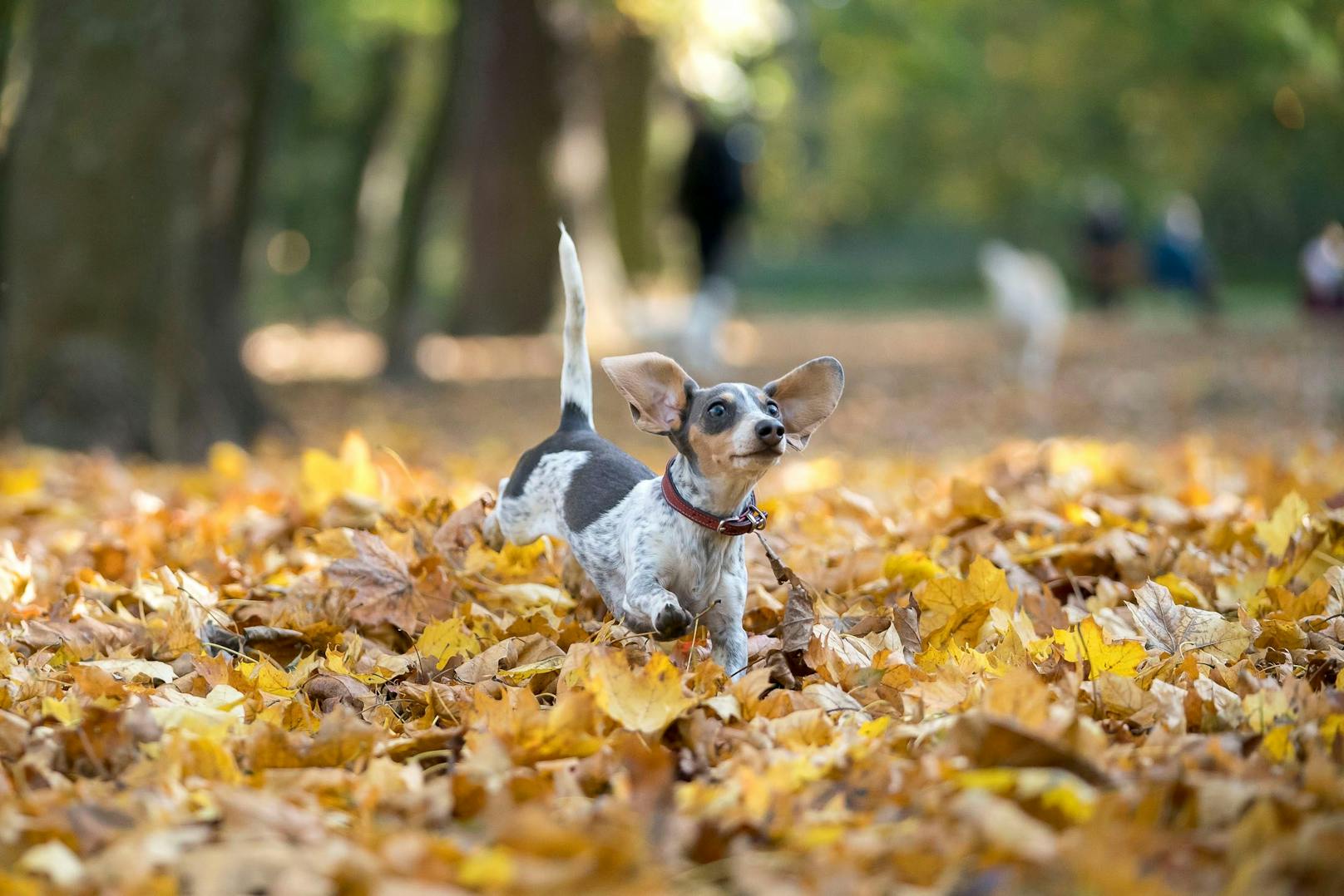 Nicht nur Kinder, auch Hunde spielen im Herbst gerne im und mit dem bunten Laub.