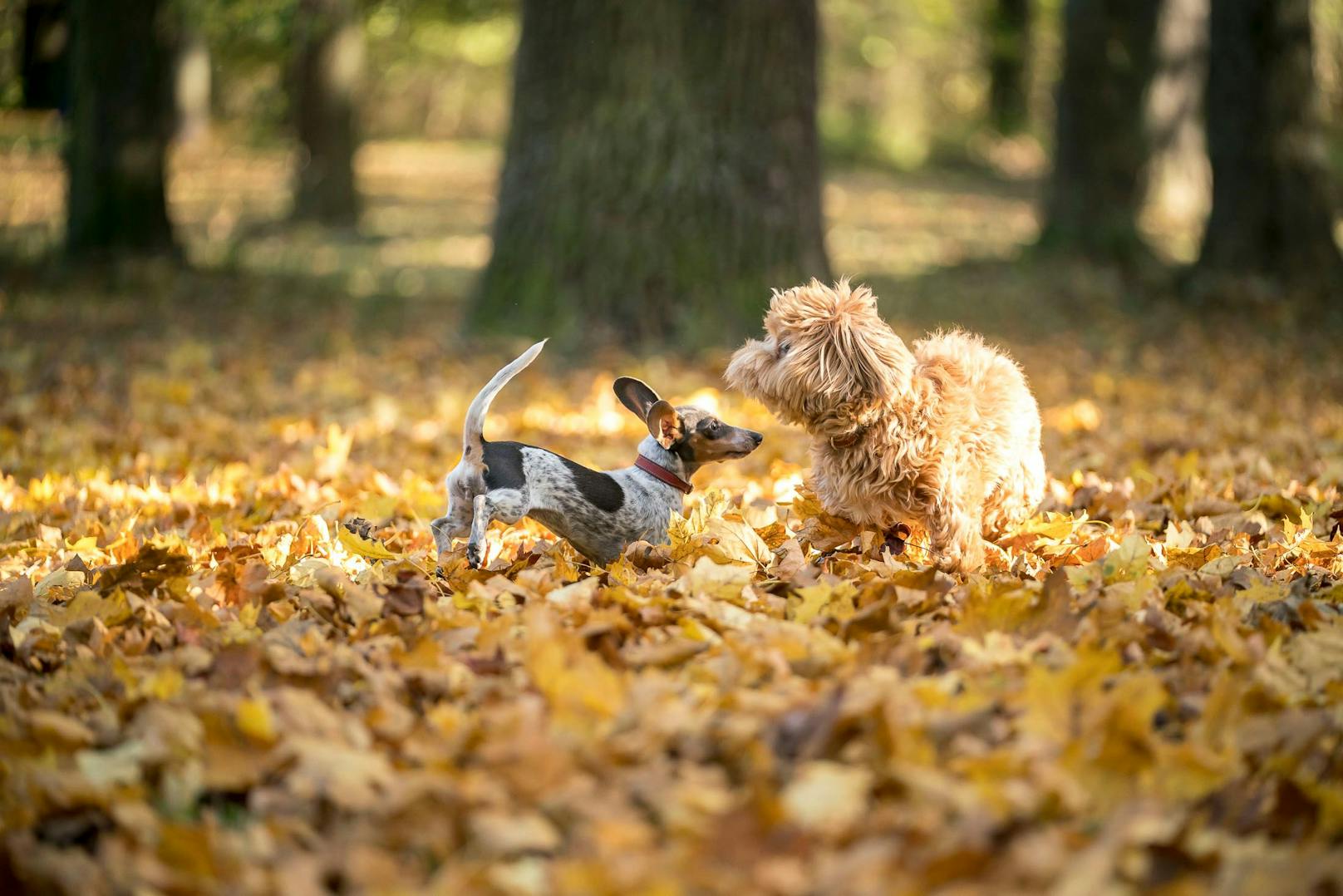 Nicht nur Kinder, auch Hunde spielen im Herbst gerne im und mit dem bunten Laub.