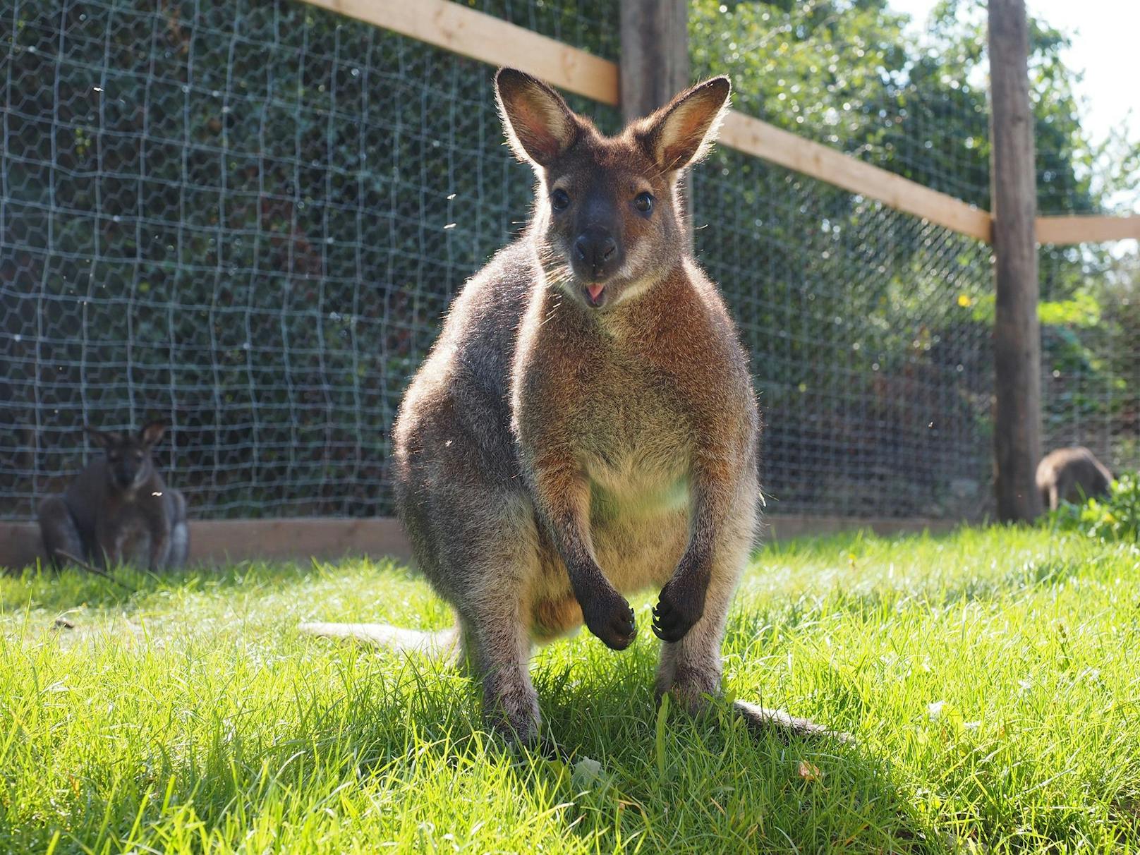 Das Känguru sackte plötzlich zusammen.