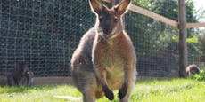 Schockmoment! Känguru starb vor Augen von Familie
