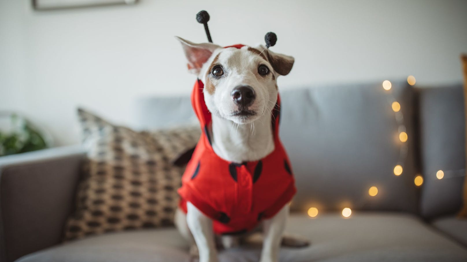 1. Hunde fühlen sich - na no na - im Kostüm überhaupt nicht wohl und sind meistens in der Sicht und Bewegung eingeschränkt. Wenn es also sein muss, dann schnell anziehen - ein Foto machen - und gleich wieder ausziehen.