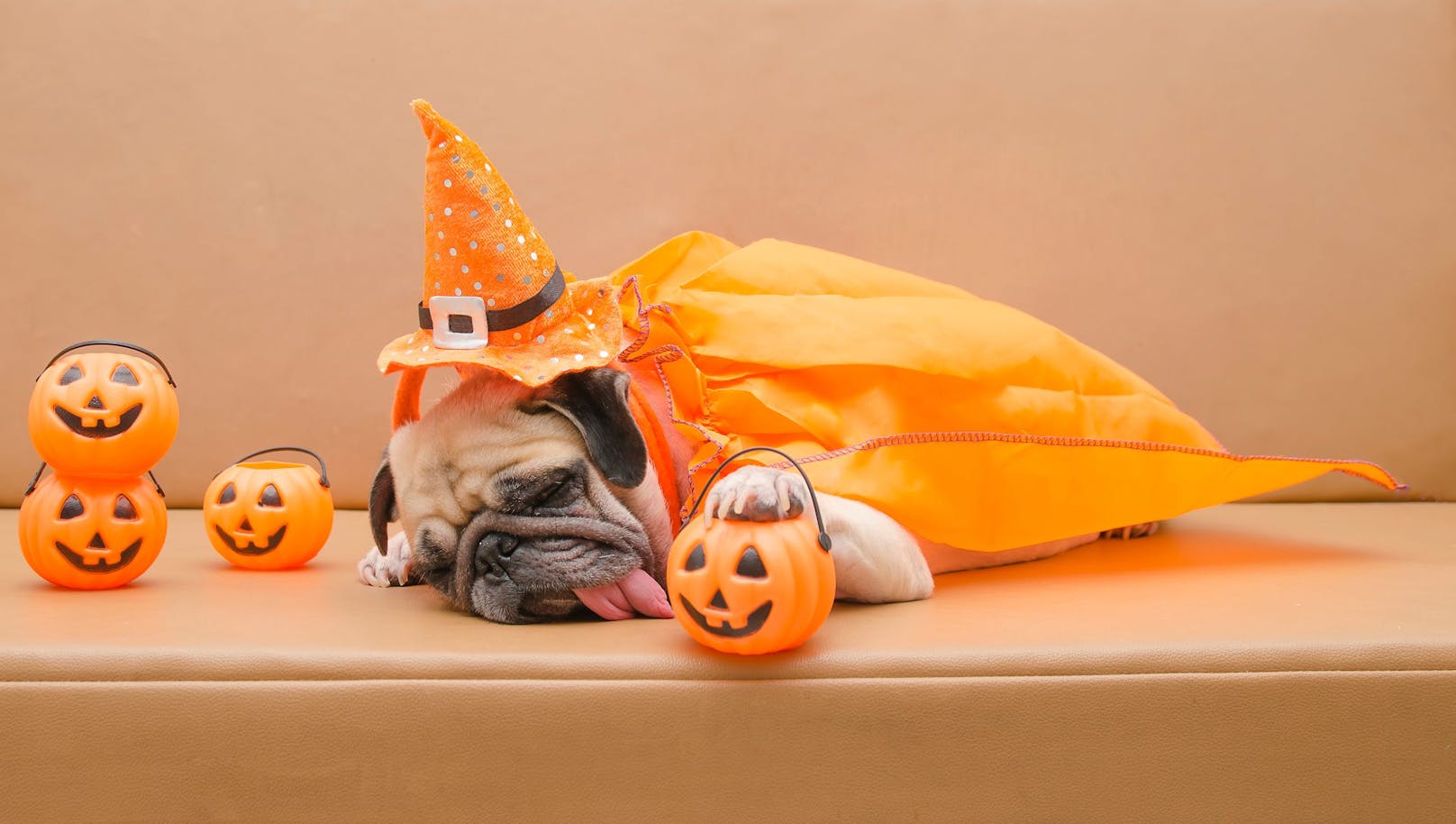 Heute ist es wieder soweit: Halloween 2022 - aber bitte ohne Hund. 