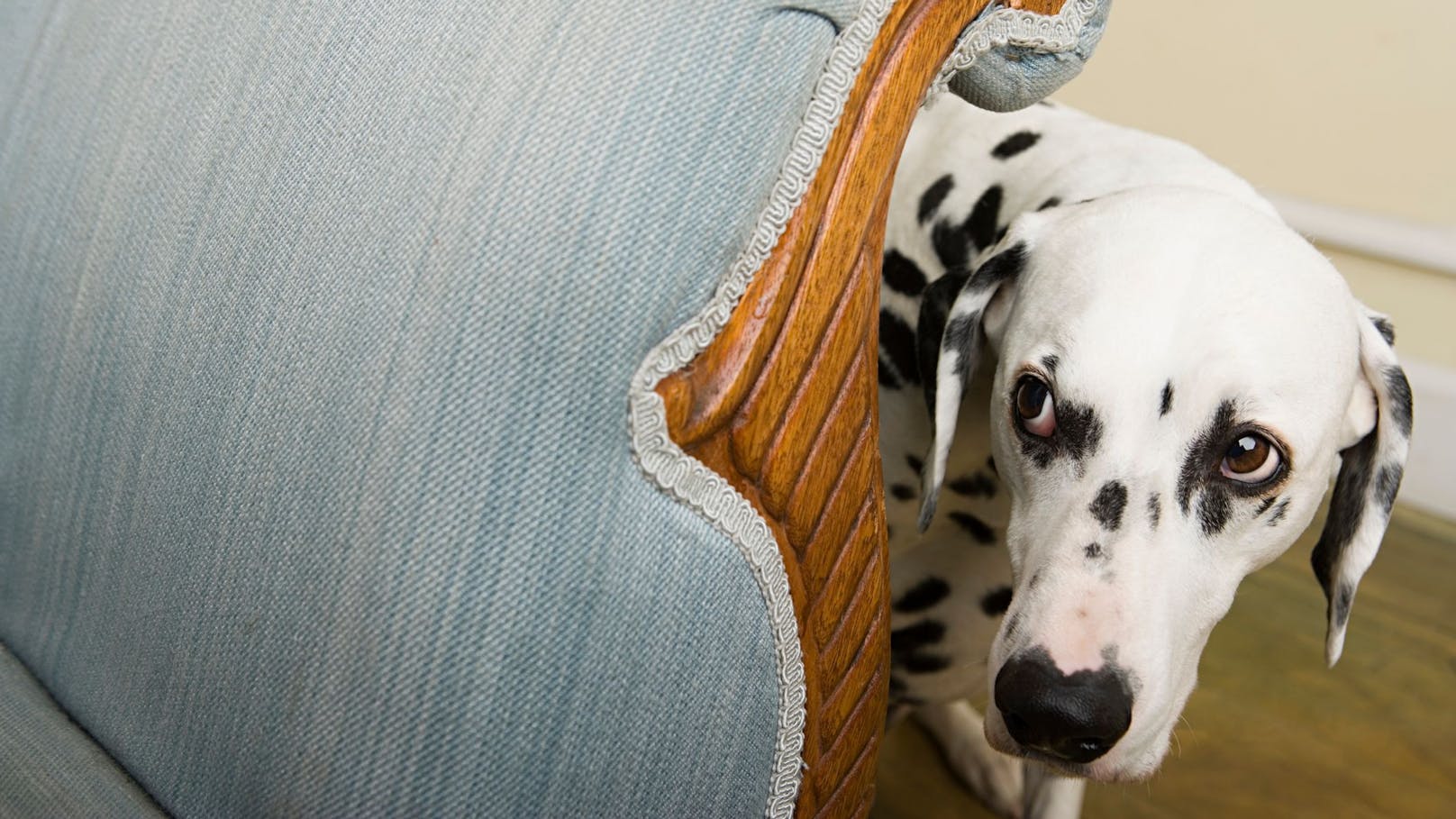 3. Auch Hunde finden gruselige Masken und viel Make-Up bei Frauchen und Herrchen spooky. Auch wenn die Nase natürlich weiß, dass du es bist, ist das Erscheinungsbild für den Hund sehr merkwürdig und viele wissen nicht, wie sie dich einordnen sollen. "Ist Frauchen böse?" 