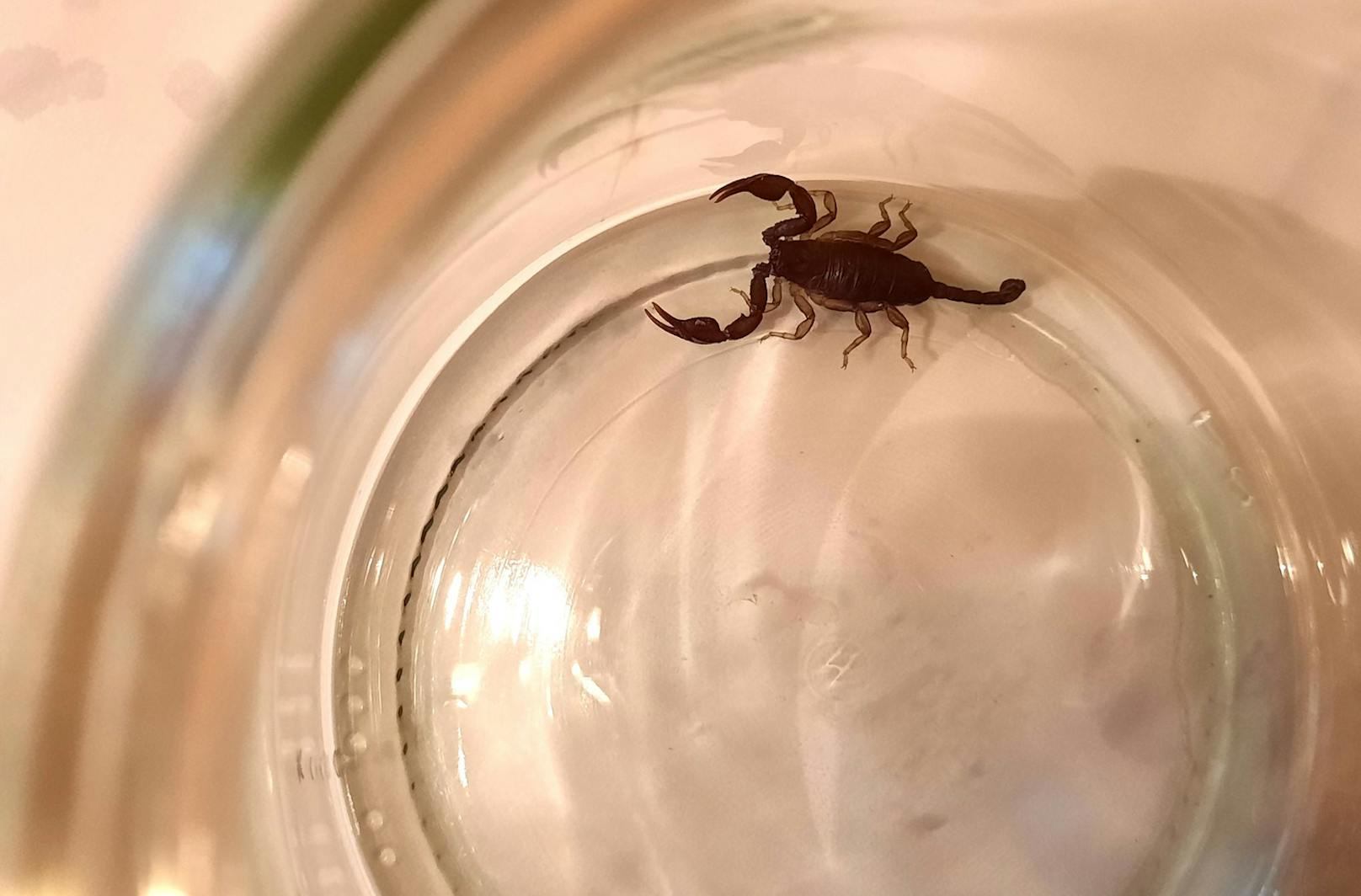 Die Mühlviertlerin fing den Skorpion in einem Glas ein.