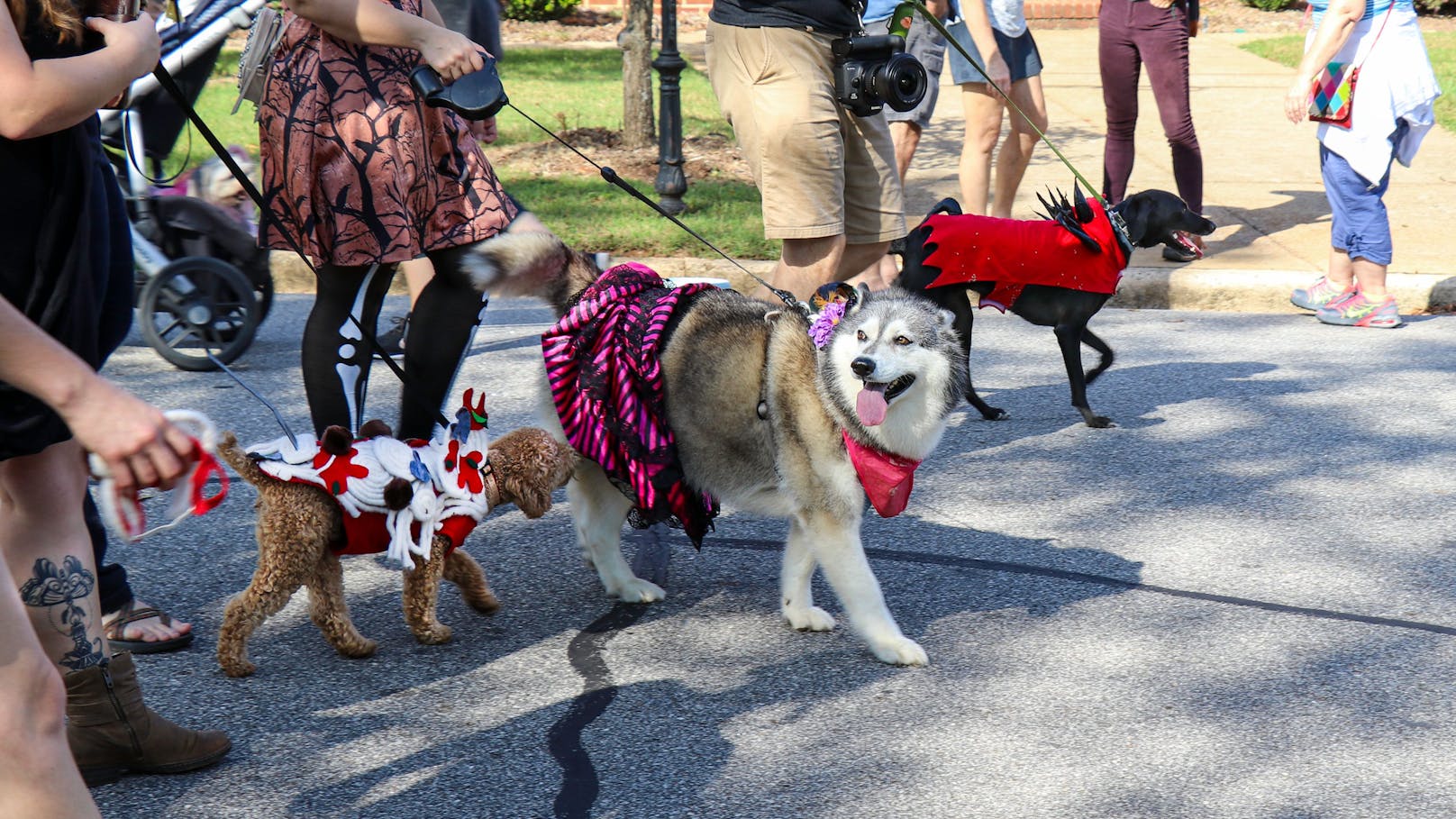 4. In Amerika gibt sogar für Hunde "Halloween-Paraden". Bitte von sowas absehen, denn für den - eh schon - verkleideten Vierbeiner, bedeutet das sehr viel Stress mit all den "gruseligen" Menschen und auch Hunden.