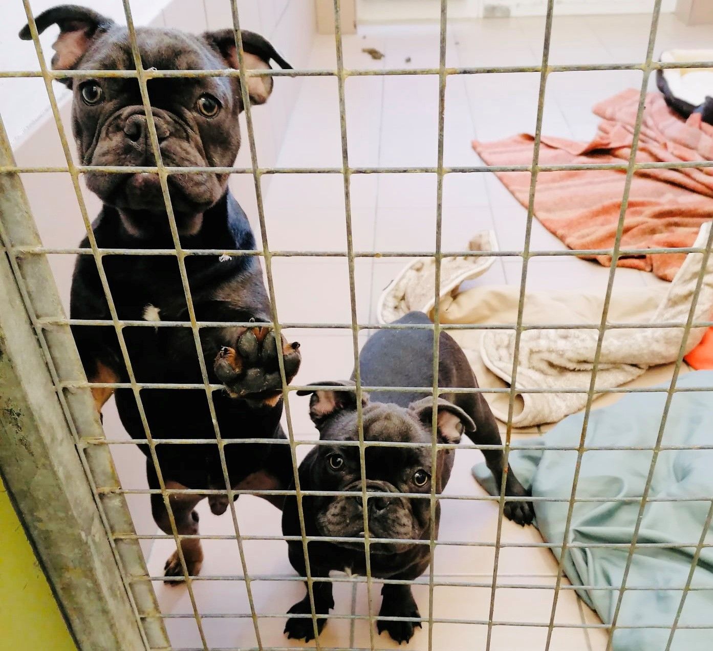 Bulldog-Welpen Willow und Pillow werden jetzt beim Tierschutzverein Arche Noah versorgt.