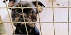 Bulldog-Züchter verkaufte arme Schmuggel-Welpen