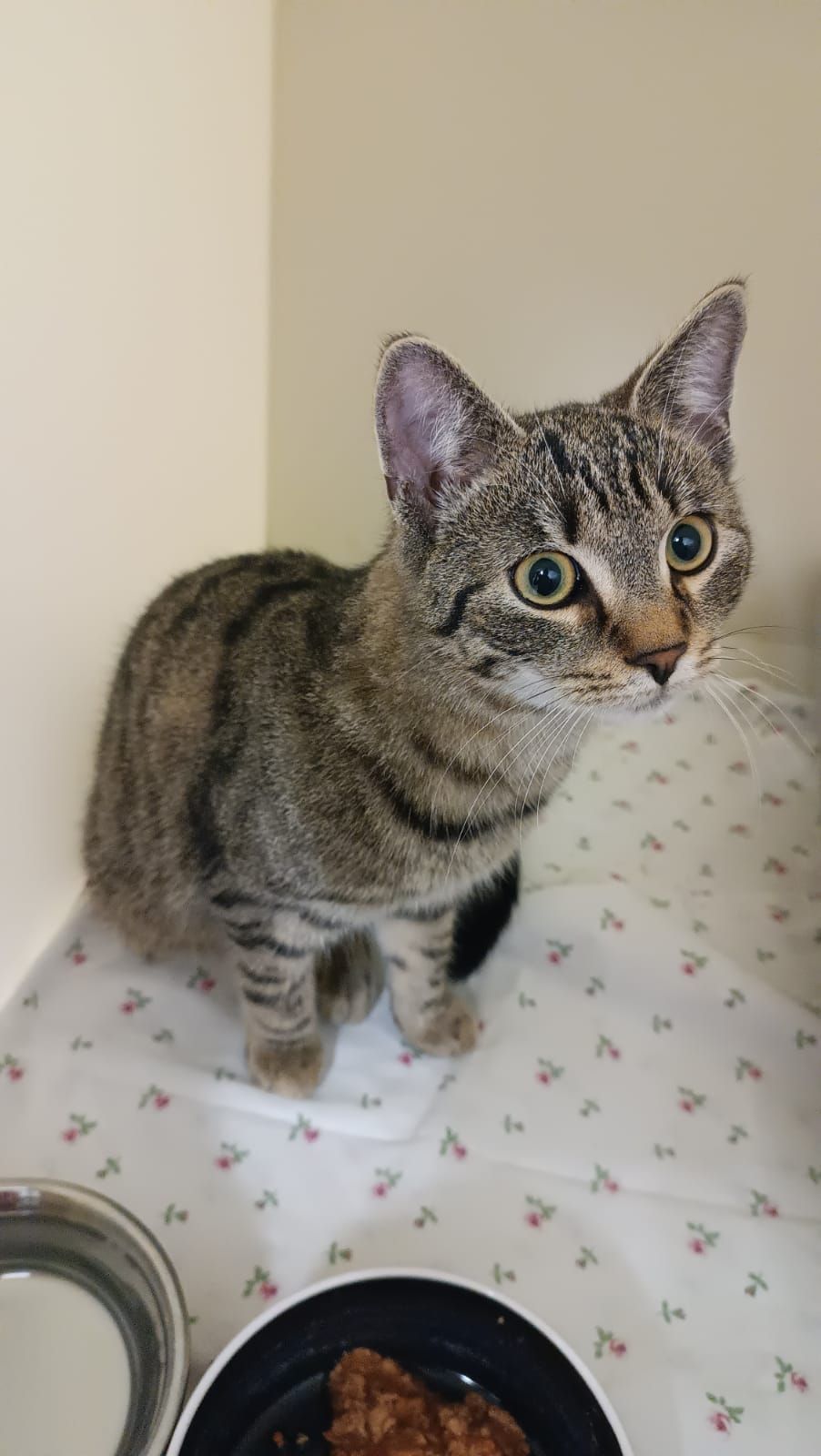 Der kleine Schlingel wurde in einem Bus gefunden.