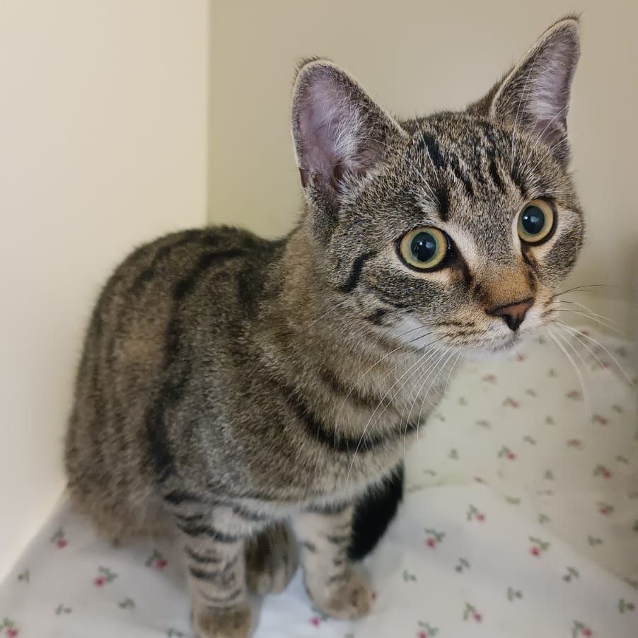 Der kleine Schlingel wurde in einem Bus gefunden.