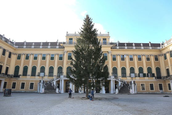Am 2. November wurde die Waldviertler Fichte der Bundesforste vor dem Schloss Schönbrunn aufgestellt.