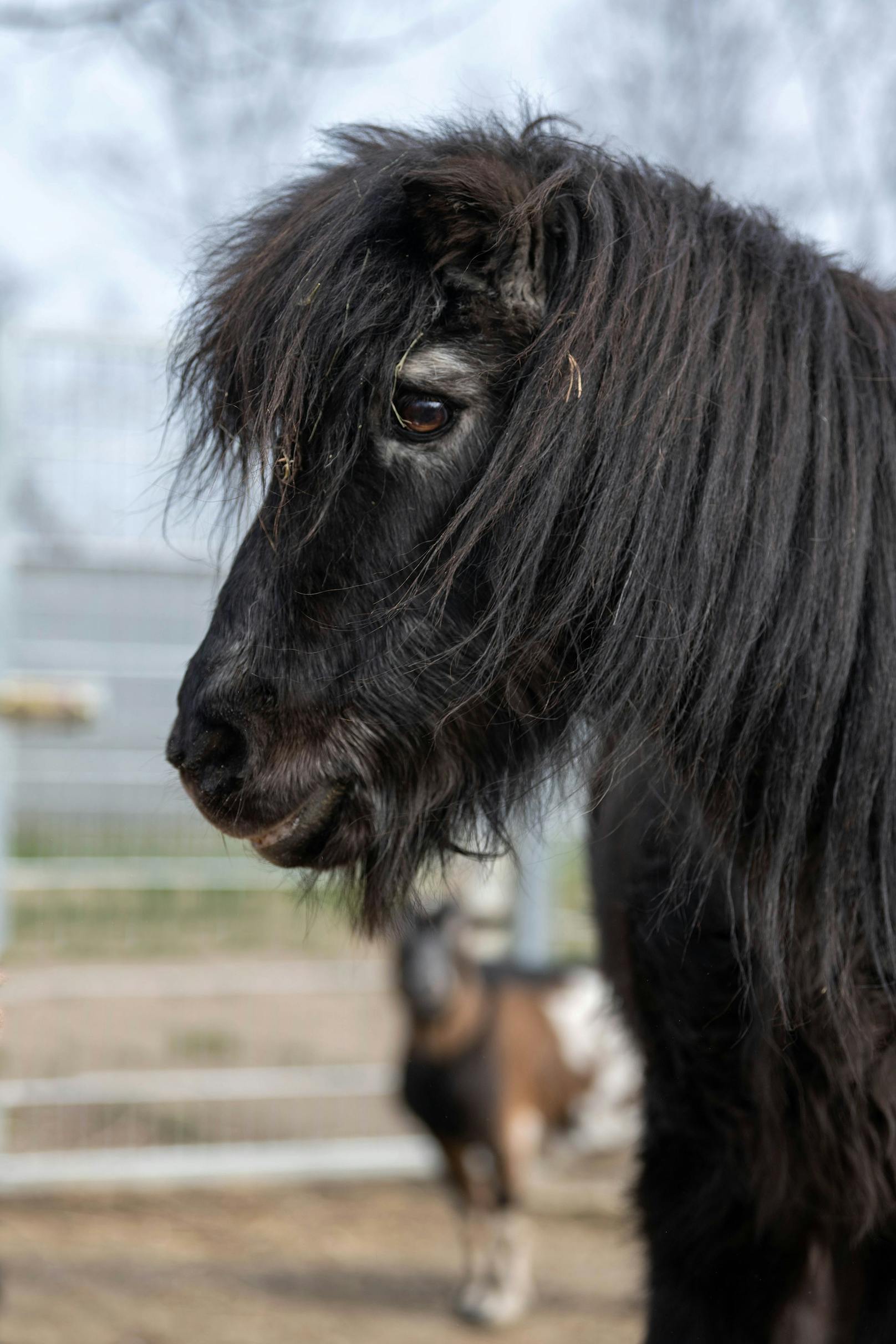 Pony "Bubi" war der beste Freund der Ziege und starb vor knapp vier Monaten.