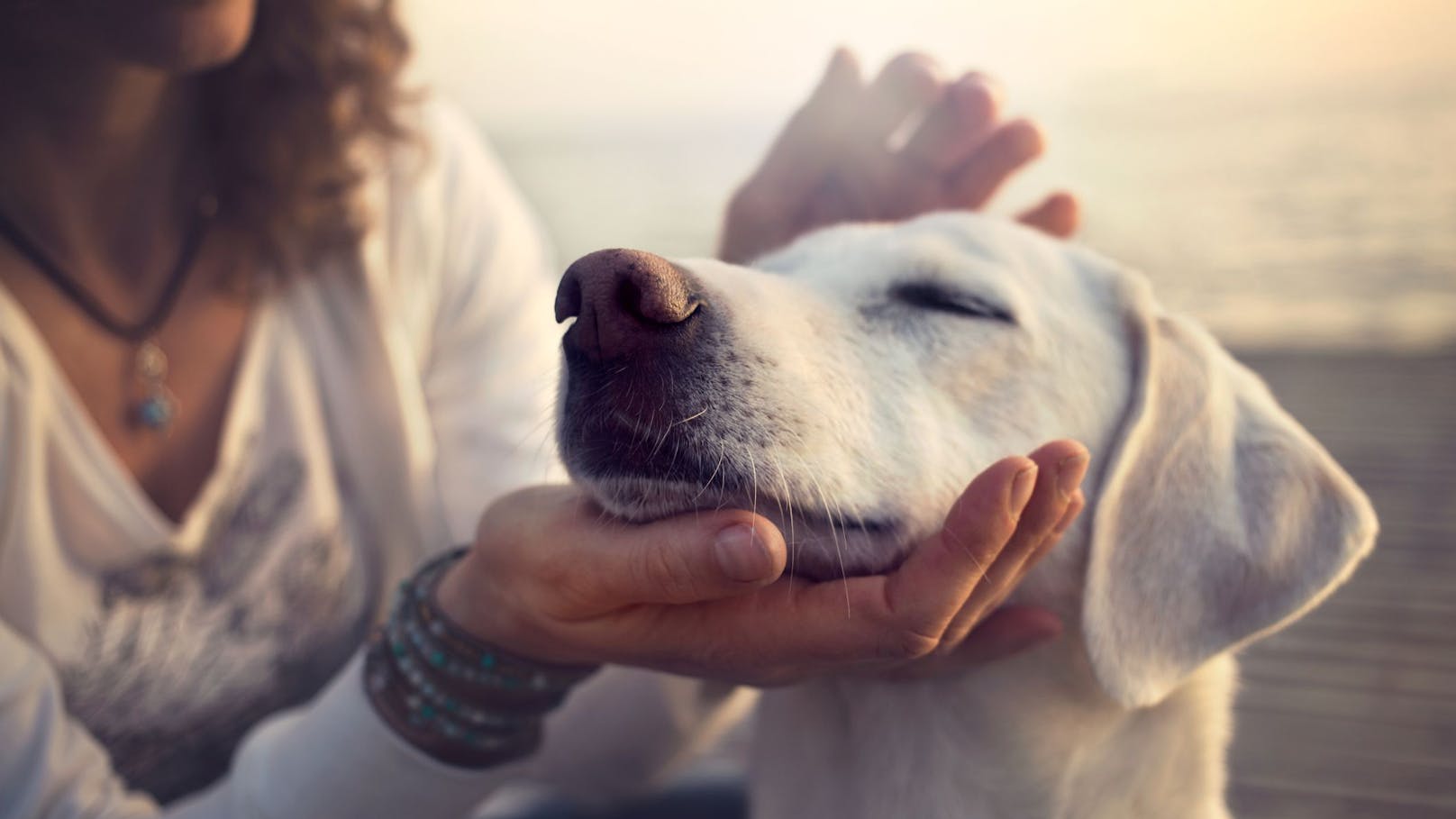 Laut einer neuen Studie aus der Schweiz ist das Streicheln eines Hundes nicht "nur" die Wunderwaffe gegen Stress.