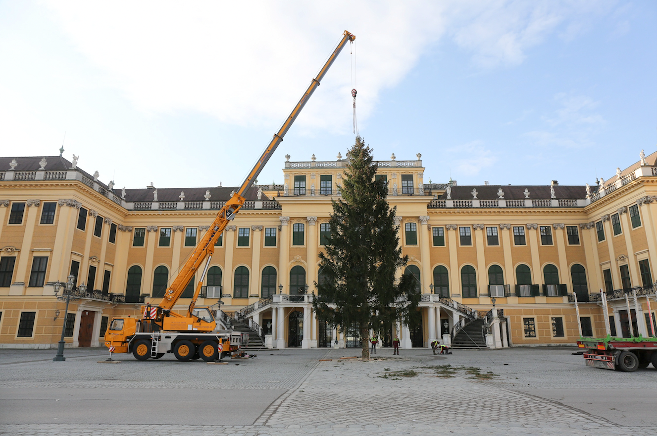 Die Fichte steht seit heute Morgen am Schloss Schönbrunn – feierlich beleuchtet wird der Baum dann am 19. November. Dazu: Chorgesang und feierliche Atmosphäre.
