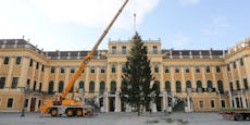 19 Grad in Wien – und der 1. Christbaum ist schon da!