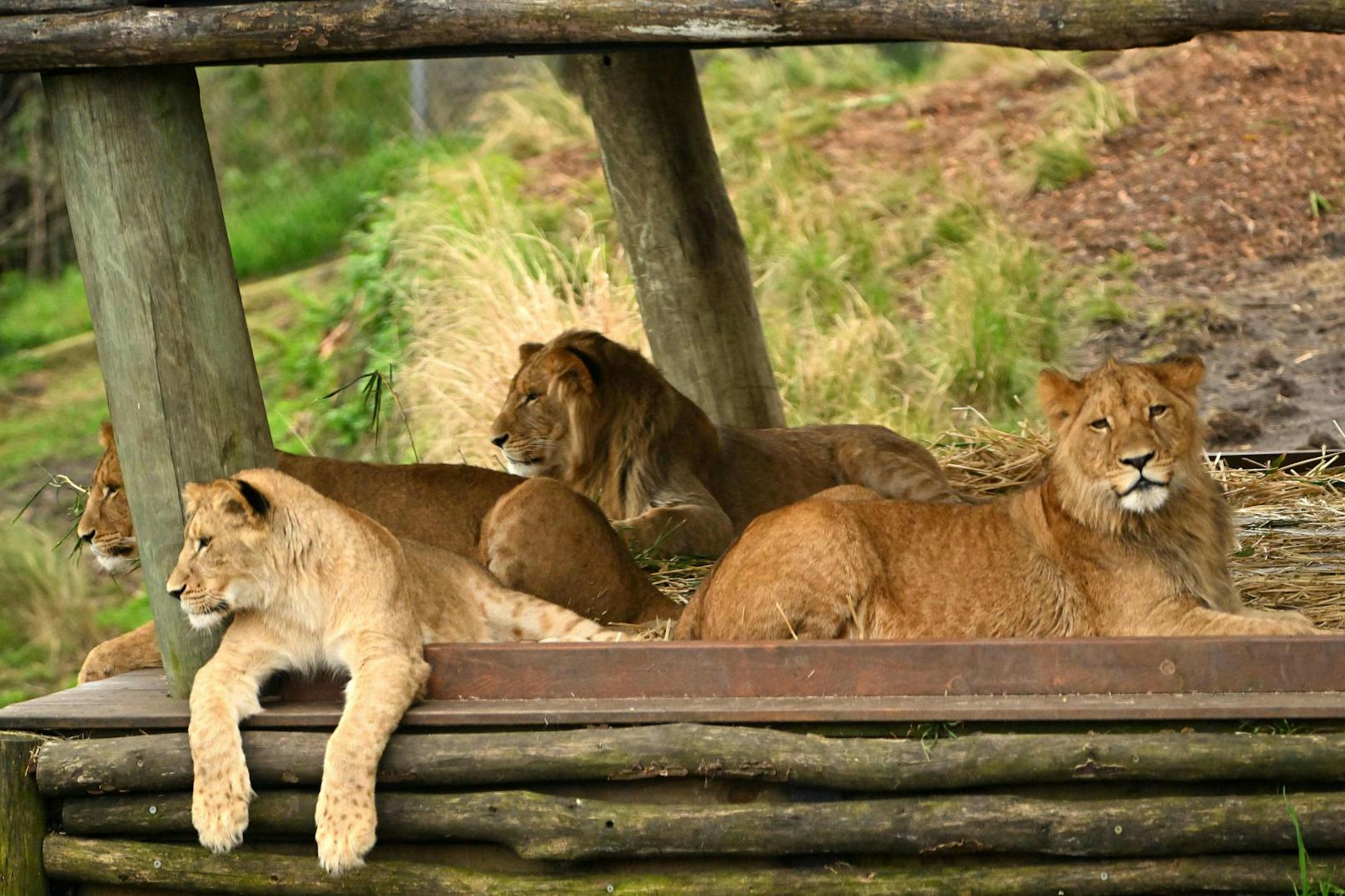 Am 01. November machten fünf von insgesamt sieben Löwen einen Ausflug. 