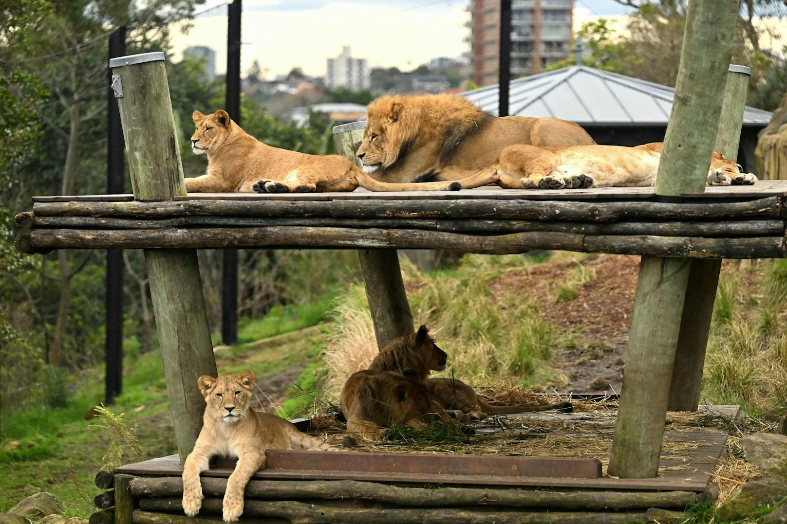 Im Taronga-Zoo von Sidney kamen am 12. August 2021 gleich fünf Löwenjunge zur Welt. 