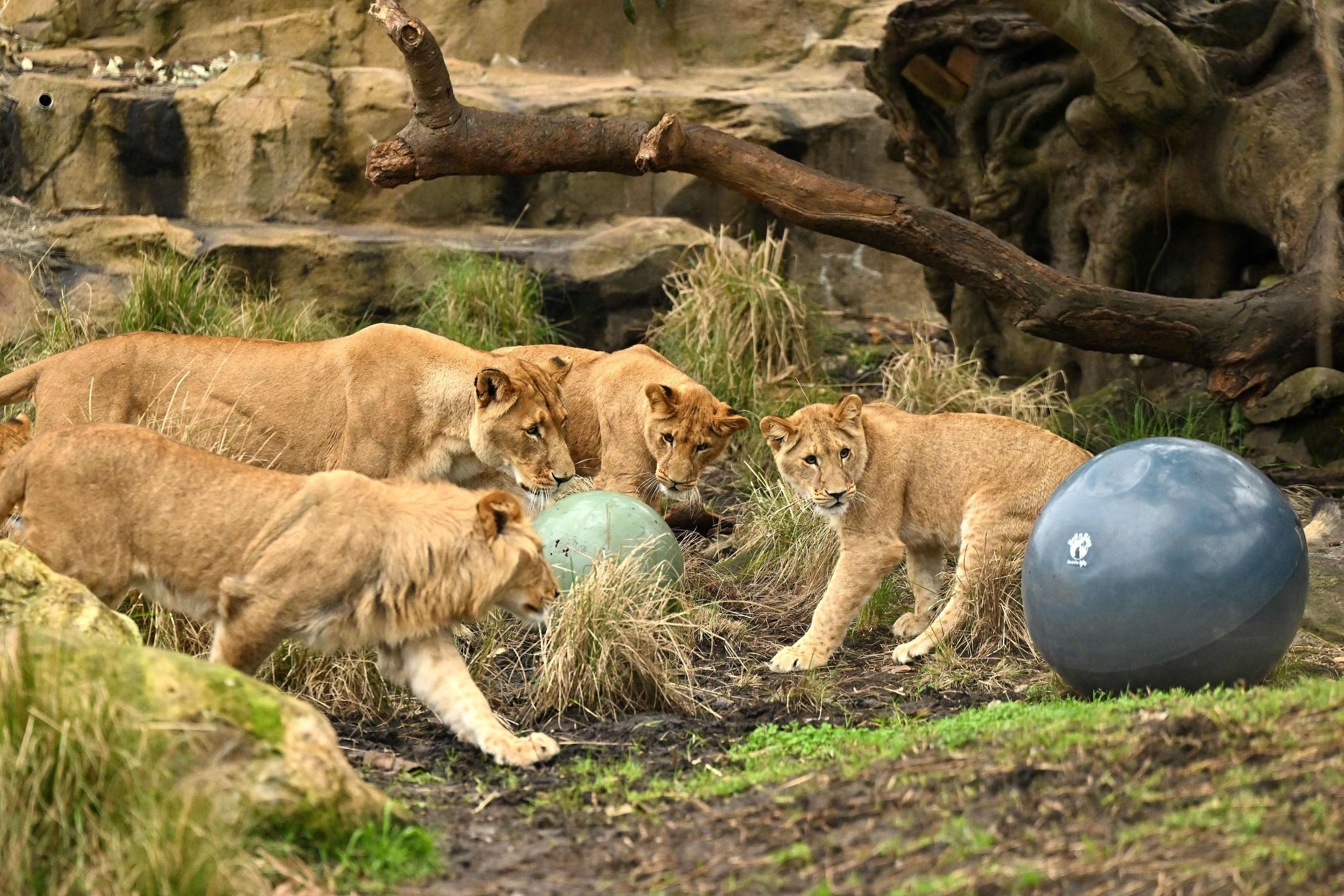 Zu Allerheiligen büxten gleich fünf Löwen aus dem Gehege in Sydney aus.