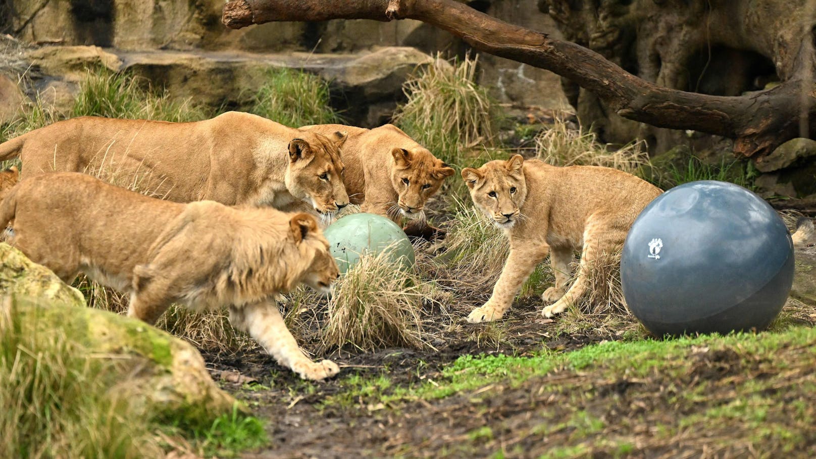 Zu Allerheiligen büxten gleich fünf Löwen aus dem Gehege in Sydney aus.