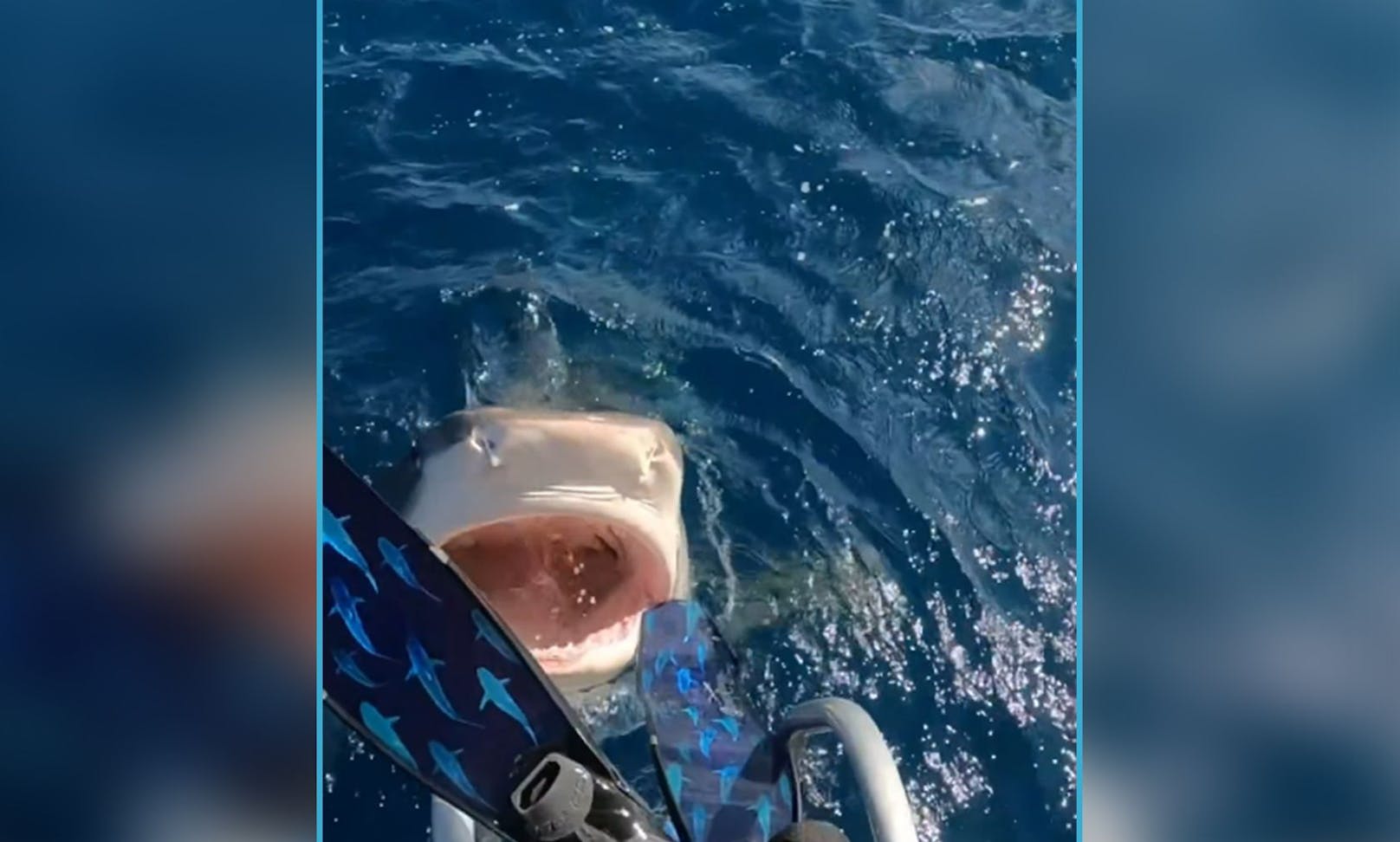 "Das war kein Hai-Angriff" – Taucherin klärt auf