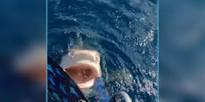 "Das war kein Hai-Angriff" – Taucherin klärt auf
