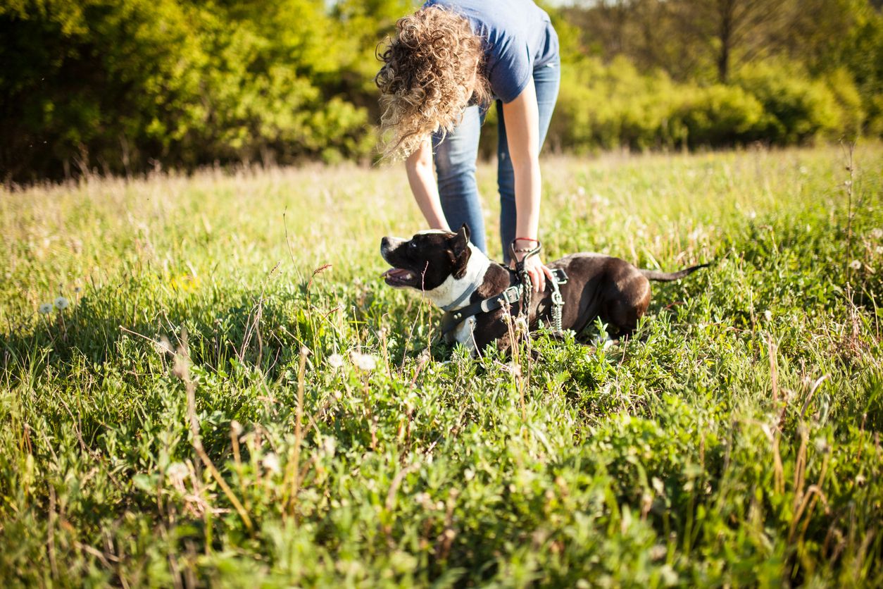 Serbia, Adult, Adults Only, Dog, American Culture