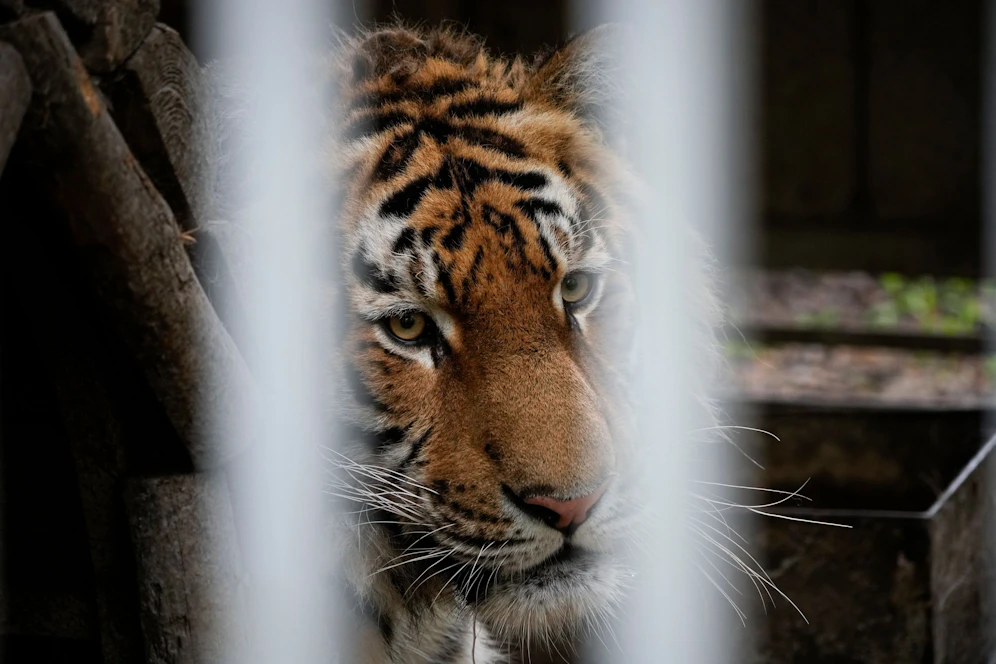 Russische Soldaten sollen Tiere des Jampil-Zoos gegessen haben.