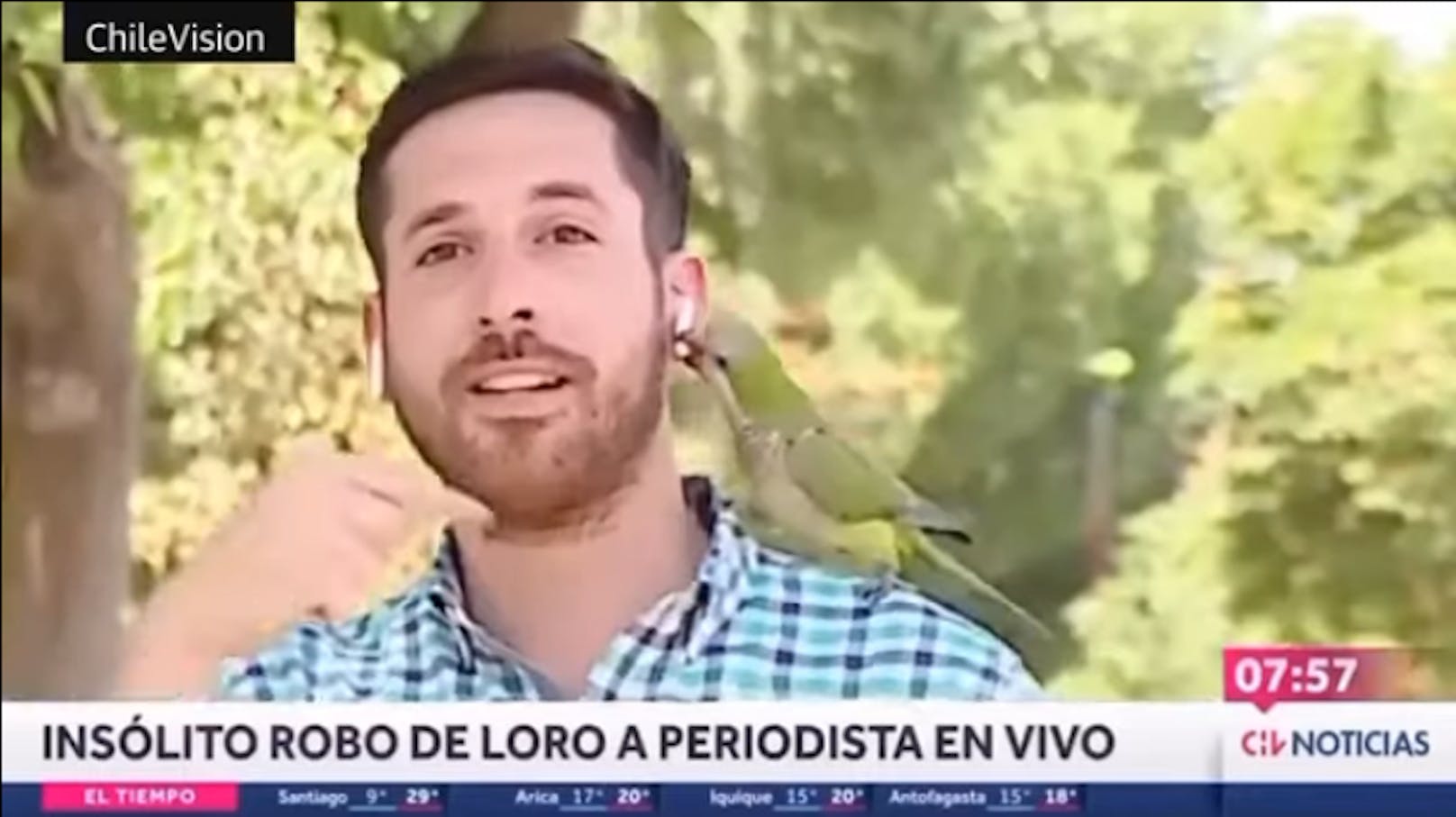 Papagei stiehlt Reporter Kopfhörer aus dem Ohr