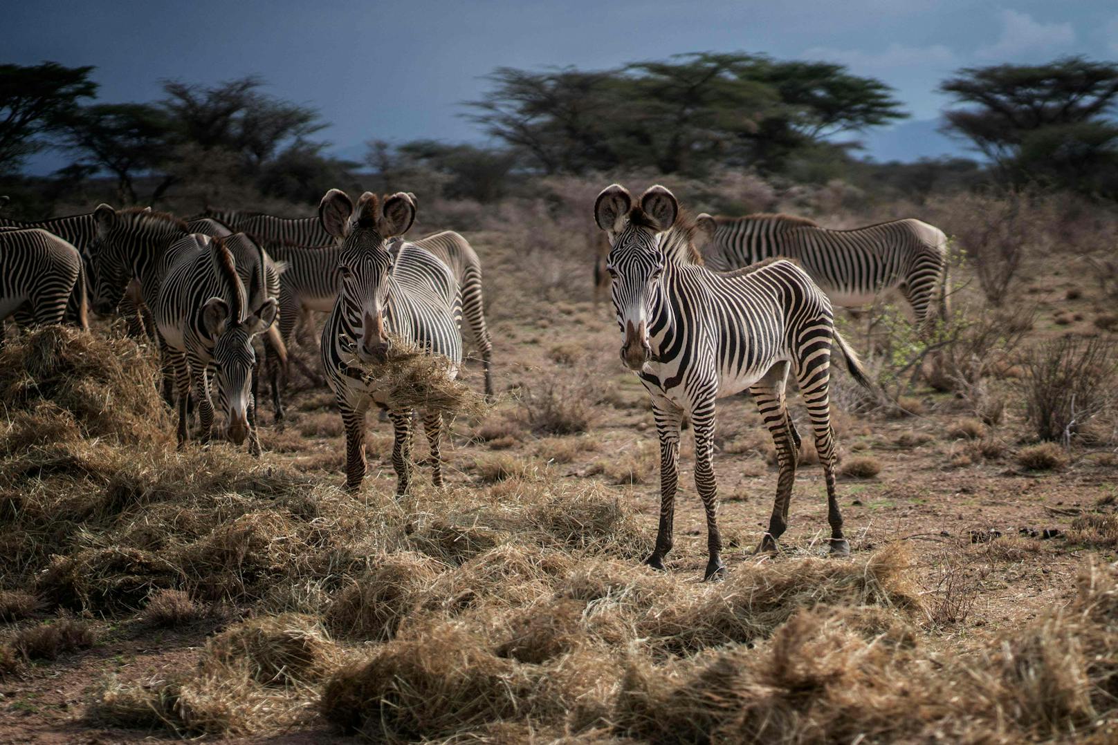Sie kommen lediglich noch im nördlichen Teil Kenias und in Äthiopien vor.