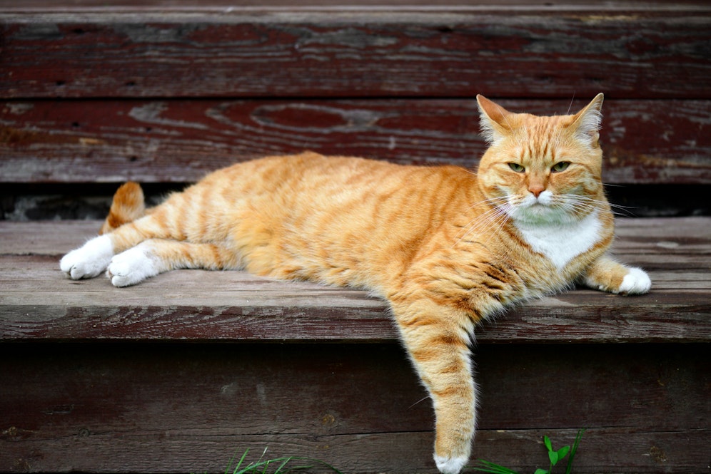 Der Kater soll ein Mädchen verletzt haben (Symbolbild).