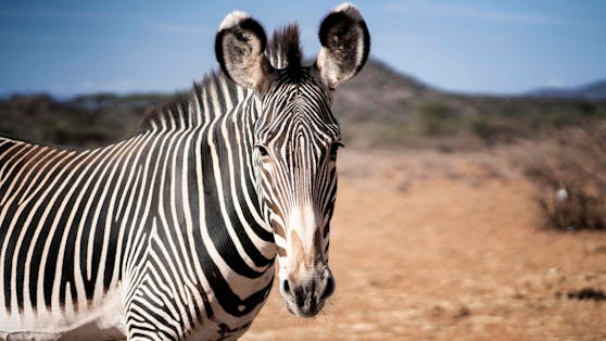 Die Grevyzebras sind die größten Wildpferde und auch die seltensten Zebras. Momentan werden sie durch eine große Dürre reduziert.