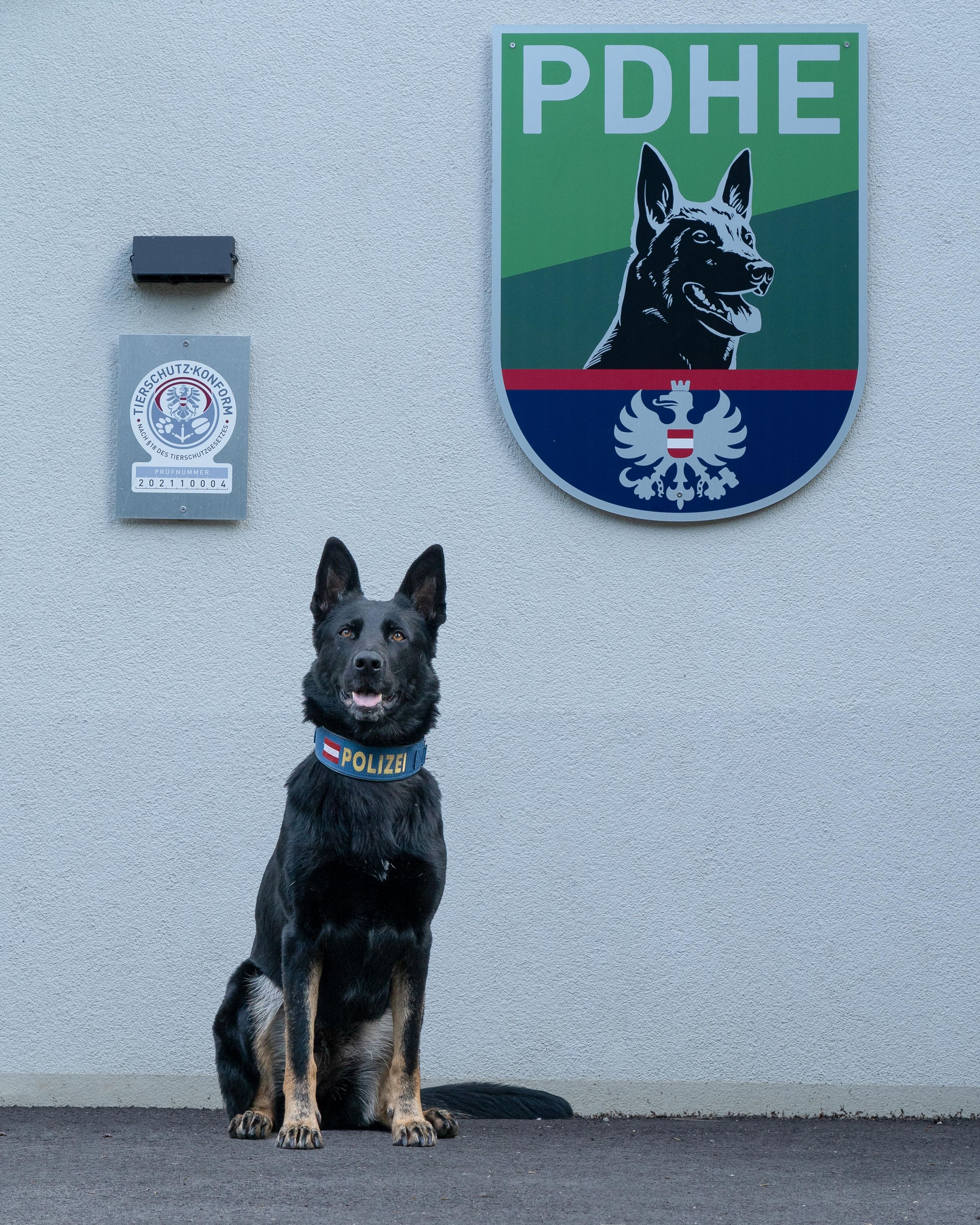 Polizeihündin Domina schnappte zwei Vandalen am Sonntag.