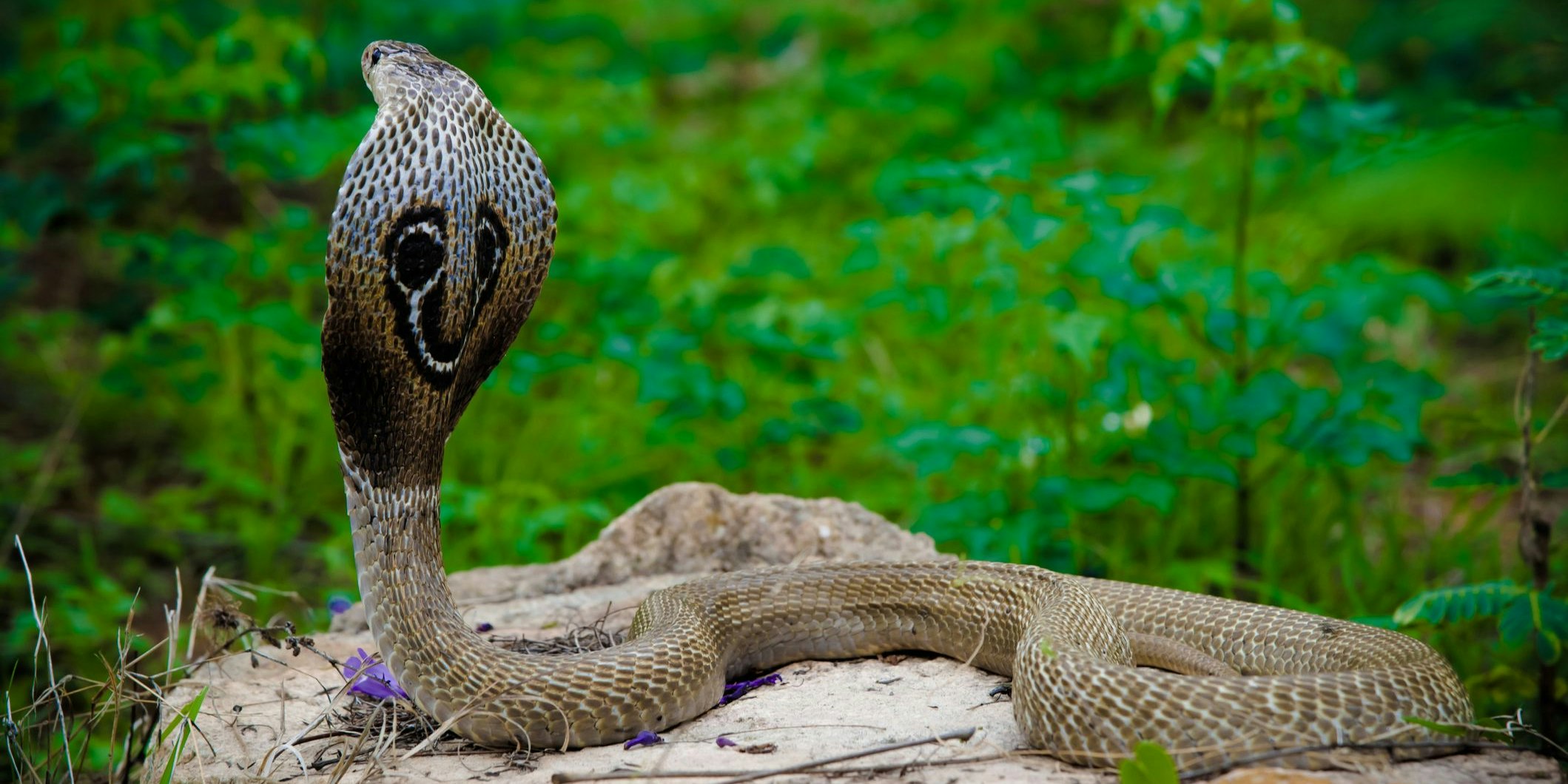 Die indische Kobra überlebte den Kampf nicht.
