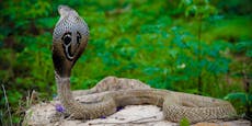 Notwehr – 8-jähriger Bub beißt giftige Kobra tot