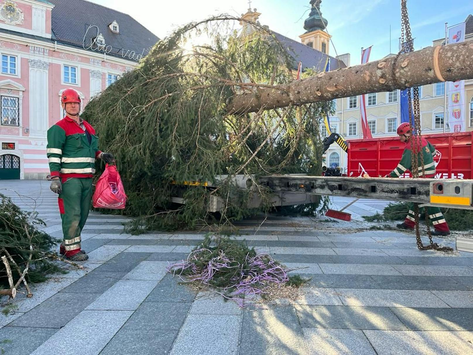 Am Montag, 7.11., ging es los am Rathausplatz: Der Baum wurde "angeliefert"