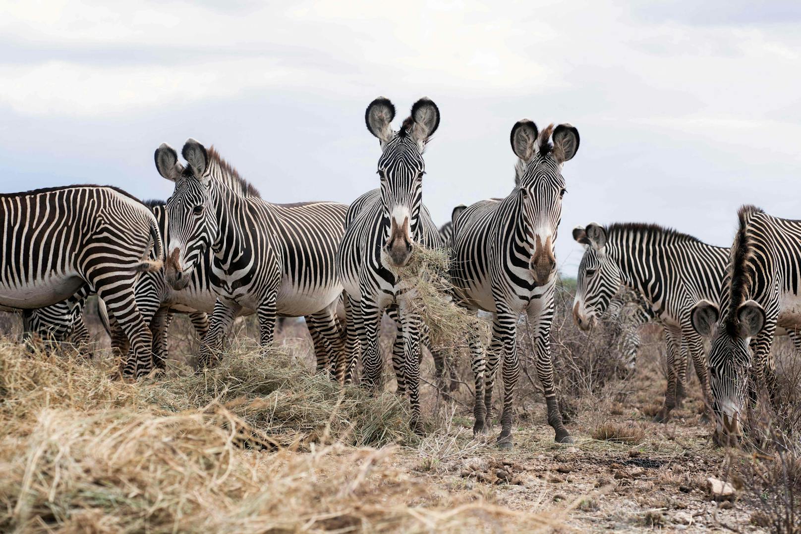 Das Grevyzebra hat die dichtesten Streifen aller Zebras und runde Ohren.