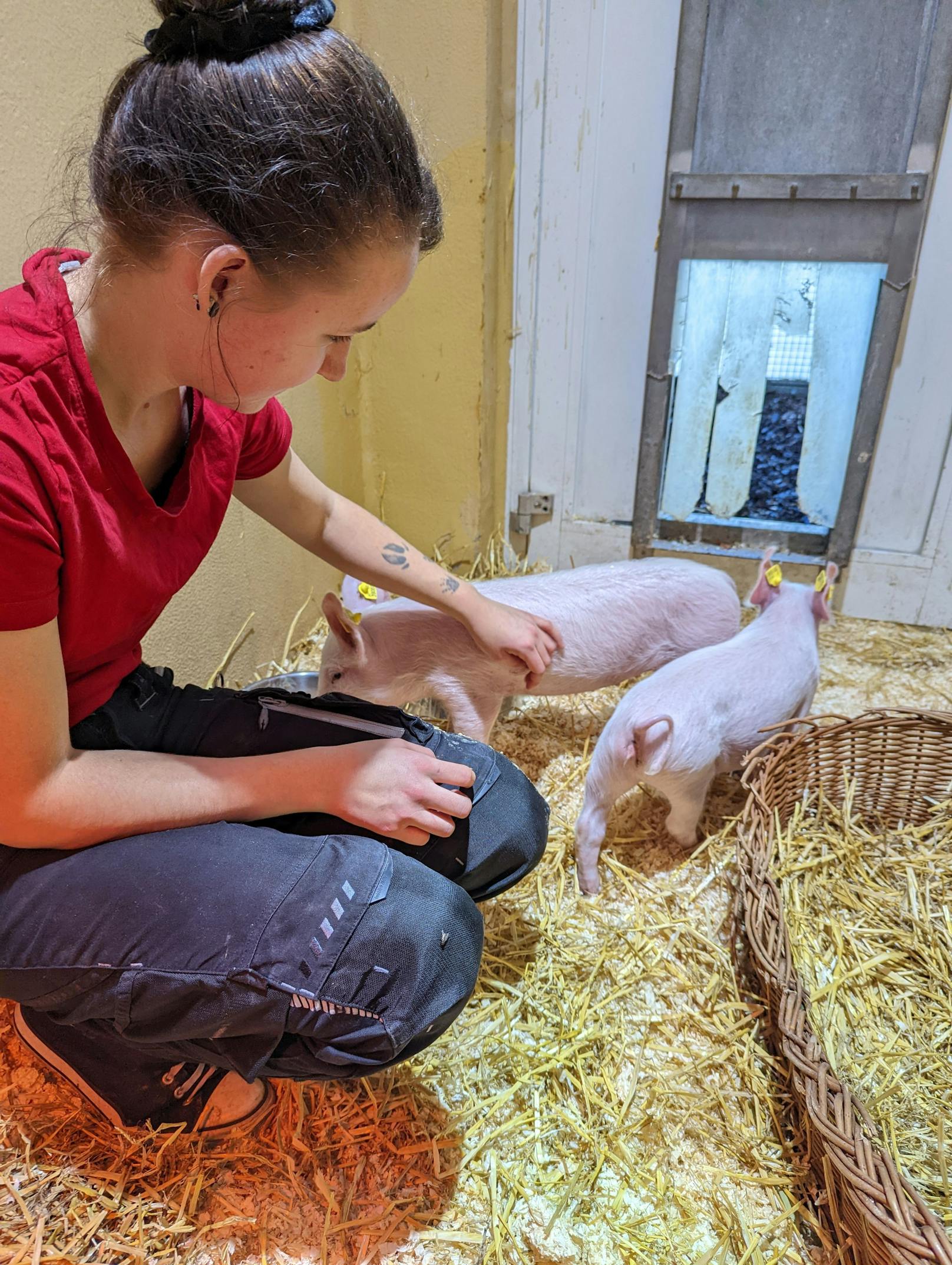 Die zwei kleinen Schweinchen dürfen ihr Leben nun artgerecht im Nutztierareal des Tierschutzhaus' Vösendorf verbringen. 
