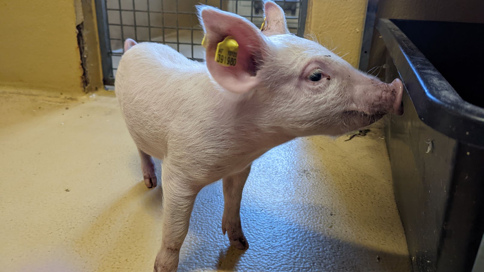 "oink oink" - zwei niedliche Babyschweinchen ziehen ins Tierschutzhaus Vösendorf. 