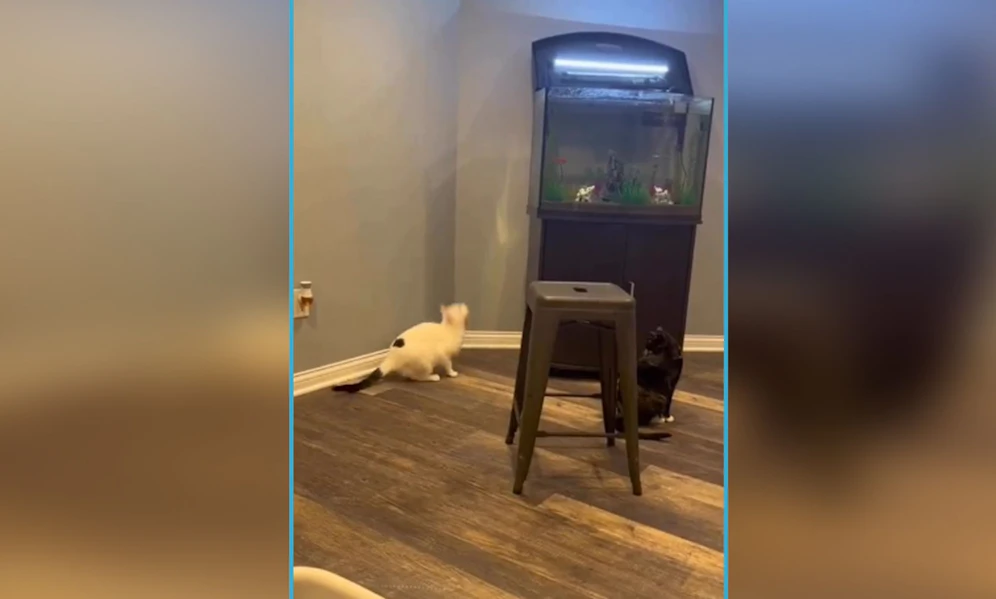 Tja, Übermut tut selten gut, nicht wahr? 