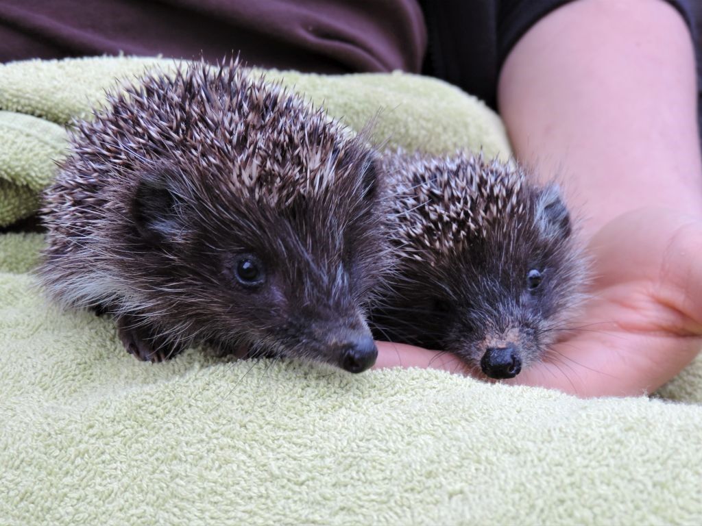 Die Geschwister Max und Moritz dürfen in der von VIER PFOTEN geführten Eulen- und Greifvogelstation Haringsee überwintern. 
