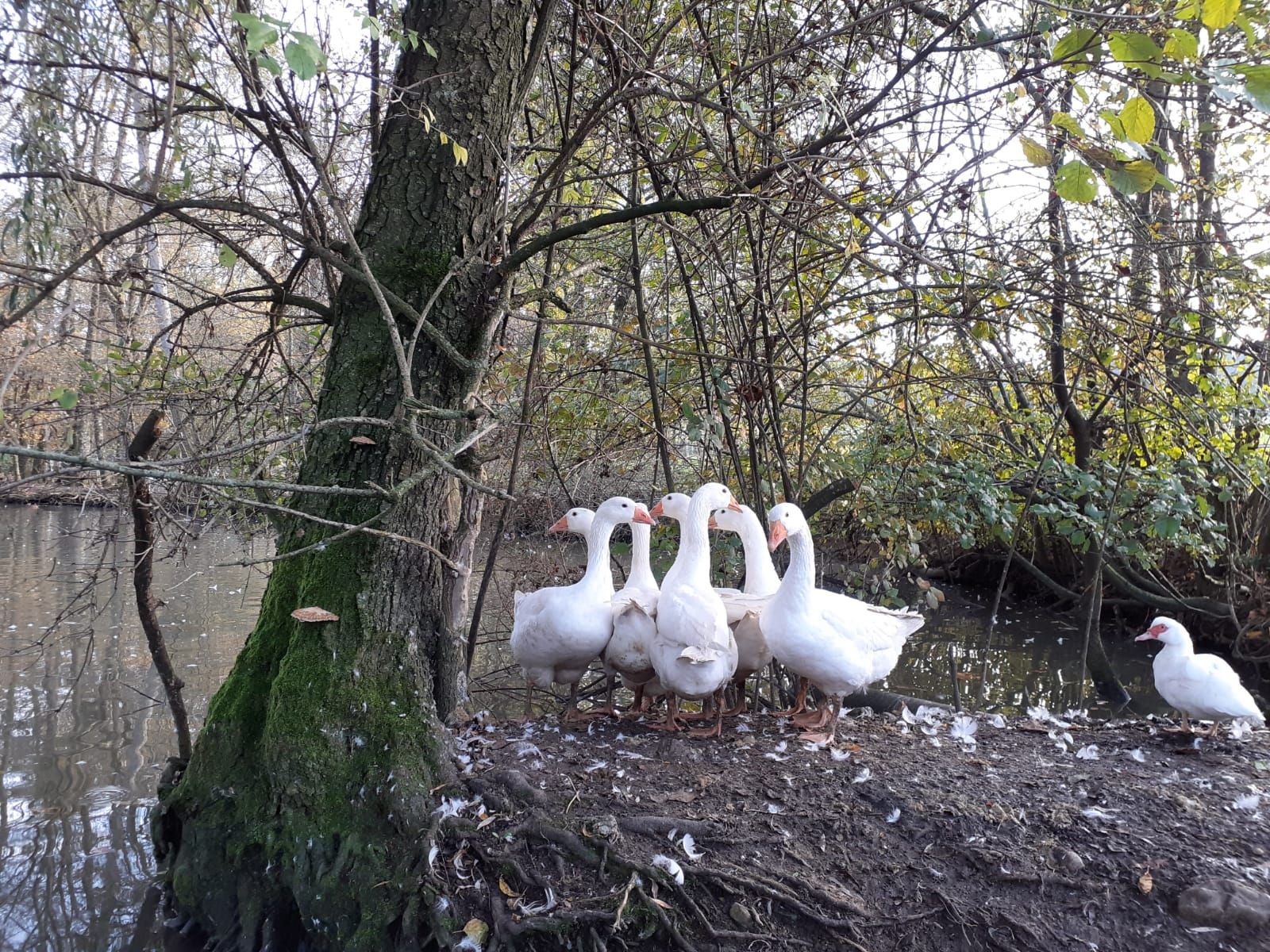 Die "Pfotenhilfe Lochen" nahm die Gänse auf. Die Tiere können bis zu 40 Jahre alt werden.