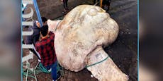 "Nicht hübsch, aber riesig" – Kreatur wiegt drei Tonnen