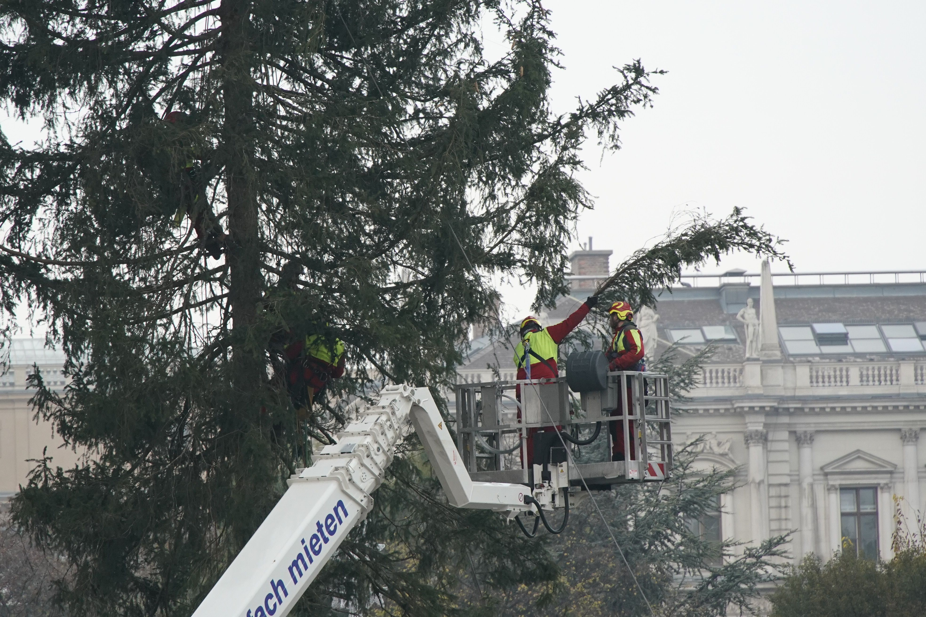 Mit zusätzlichen Ästen soll der Anblick des Christbaums am Rathausplatz verschönert werden