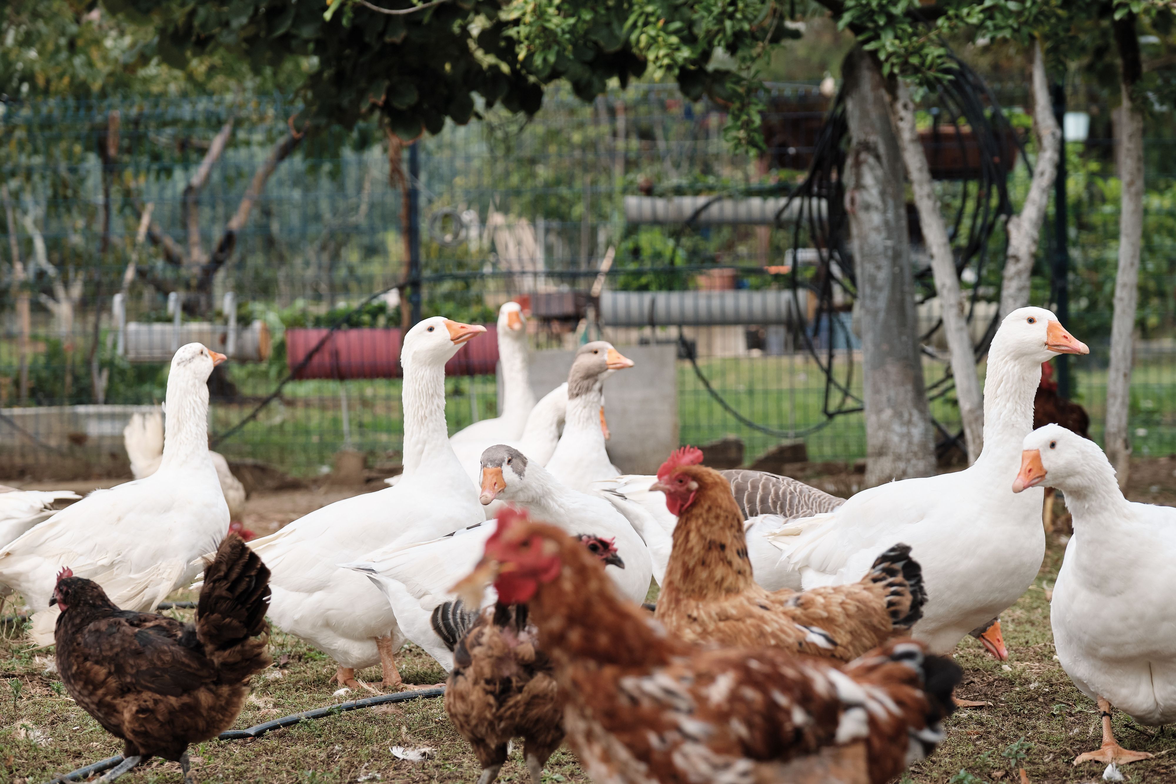 Bei mehreren Hühnern und Gänsen in einem Hobbybetrieb im Bezirk Graz-Umgebung wurde ein Subtyp des Vogelgrippevirus nachgewiesen.