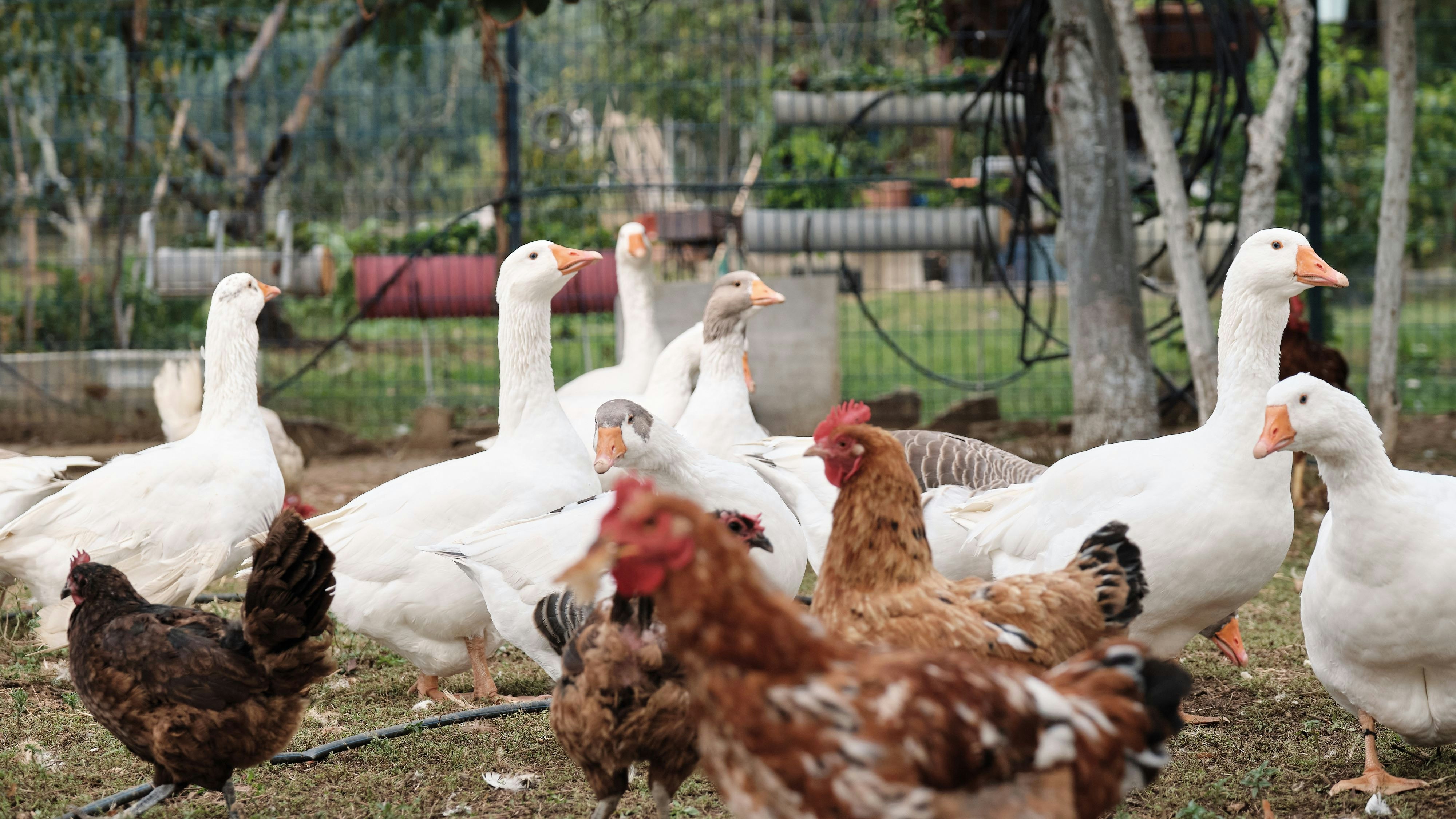 Bei mehreren Hühnern und Gänsen in einem Hobbybetrieb im Bezirk Graz-Umgebung wurde ein Subtyp des Vogelgrippevirus nachgewiesen.