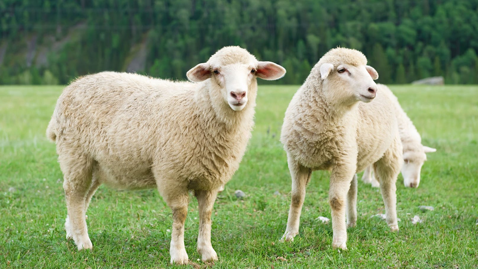 Darum haben Schafe hier jetzt einen GPS-Tracker