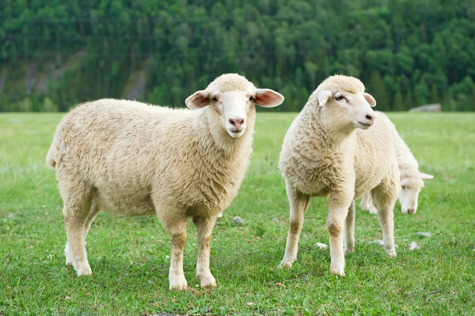 Mann tötet Schaf, legt Kadaver bei Spielplatz ab