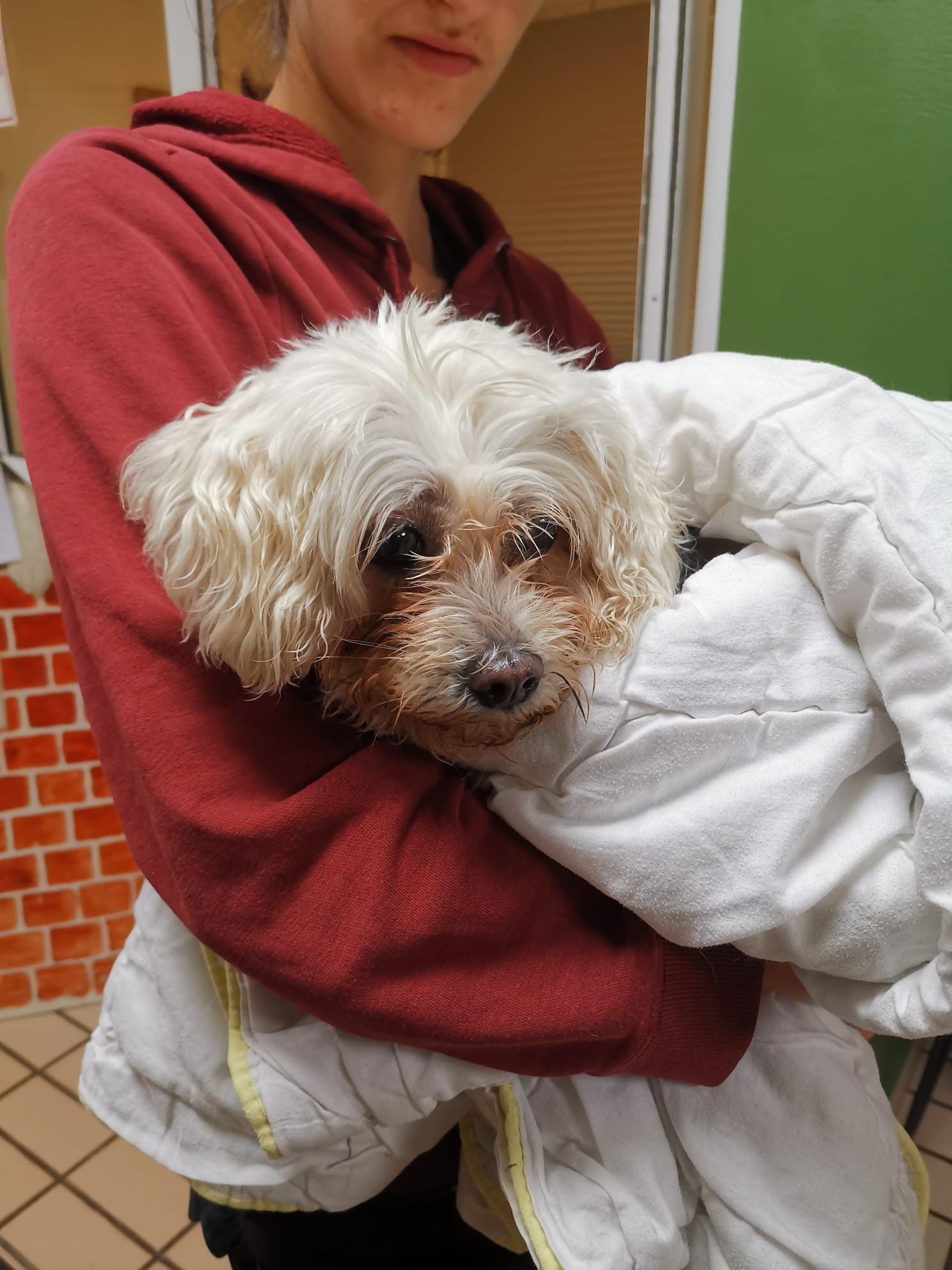 Mitarbeiter der Linz AG fanden 