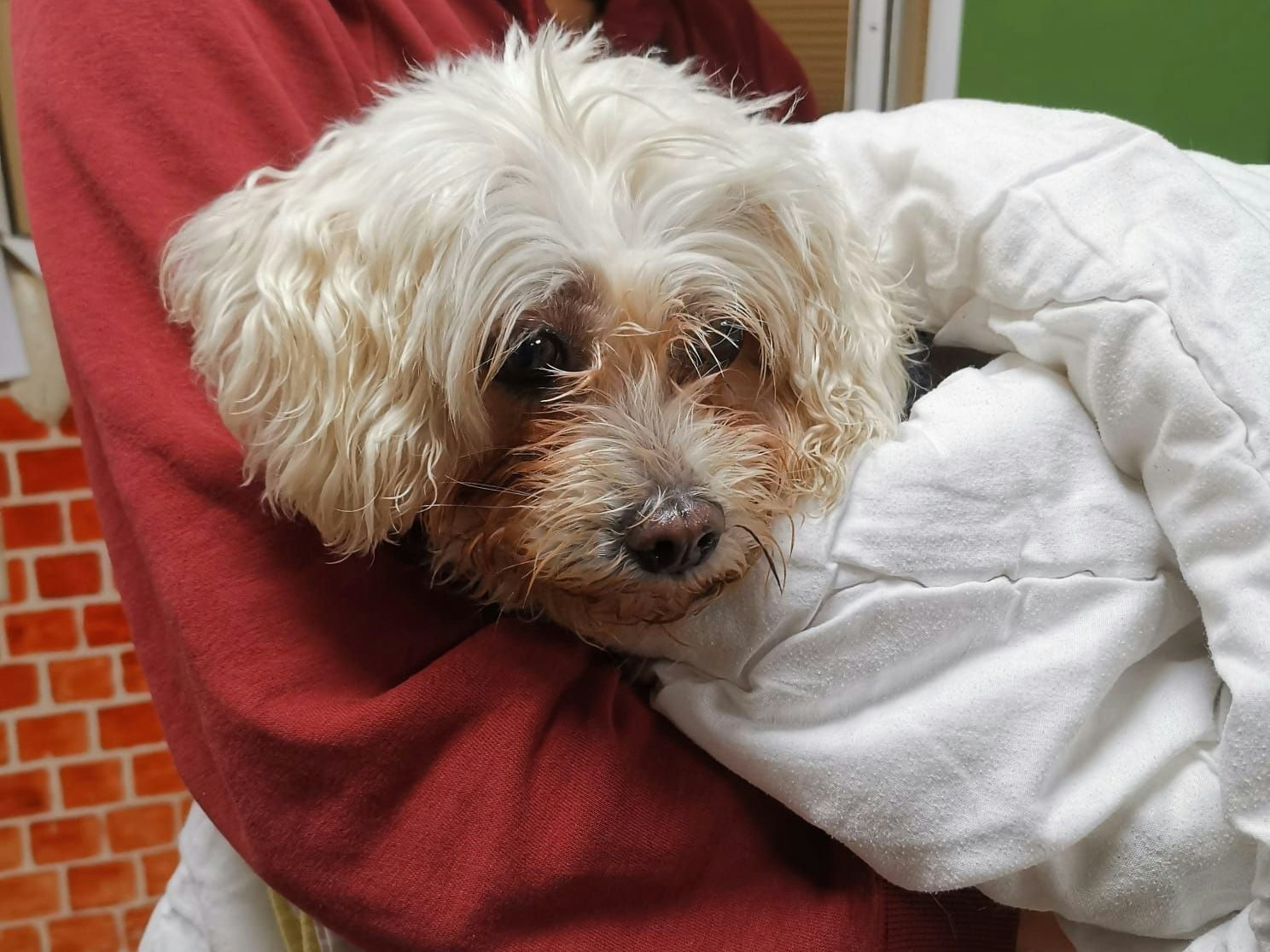 Mitarbeiter der Linz AG fanden "Cloe" am Donnerstagmorgen auf den Gleisen im Bereich Goethekreuzung.